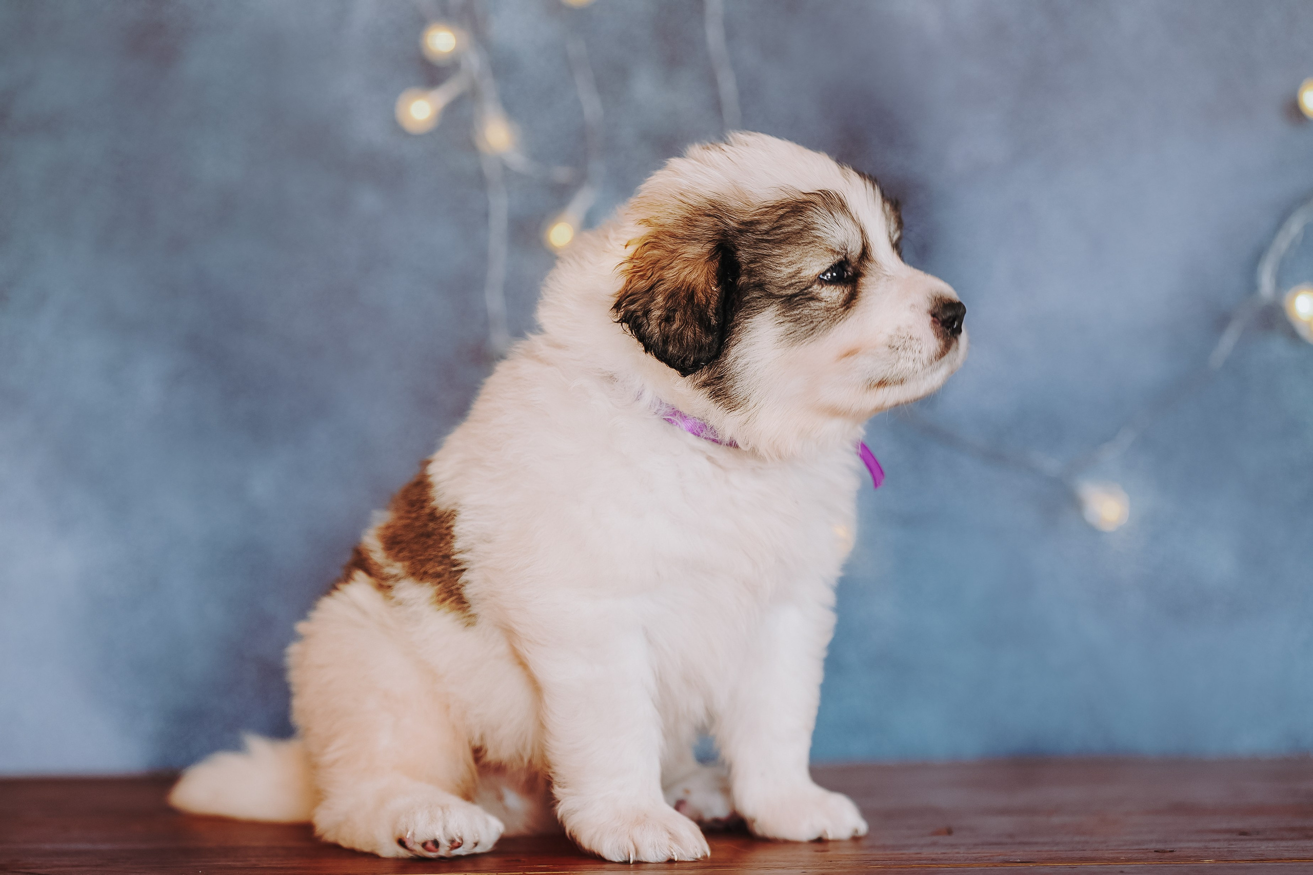 Пиренейские горные. Фотограф анималист в Спб недорого Олеся Майорова