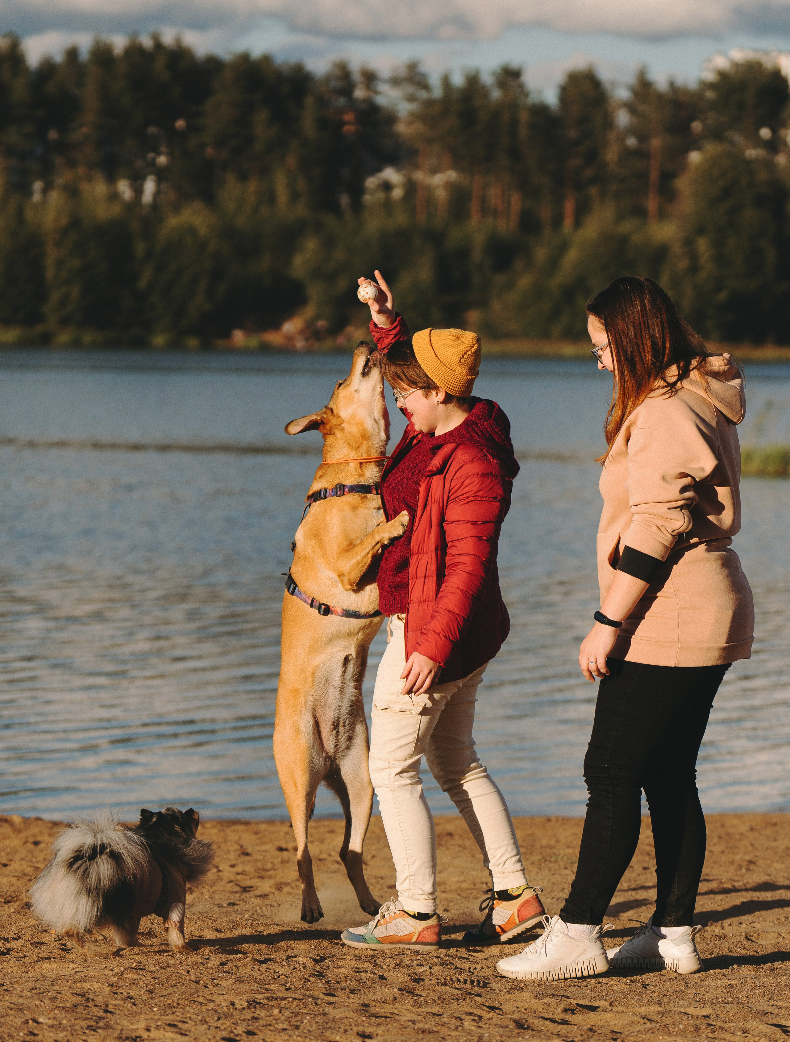 Семейная фотосессия с двумя собаками на закате. Фотограф анималист в Спб недорого Олеся Майорова