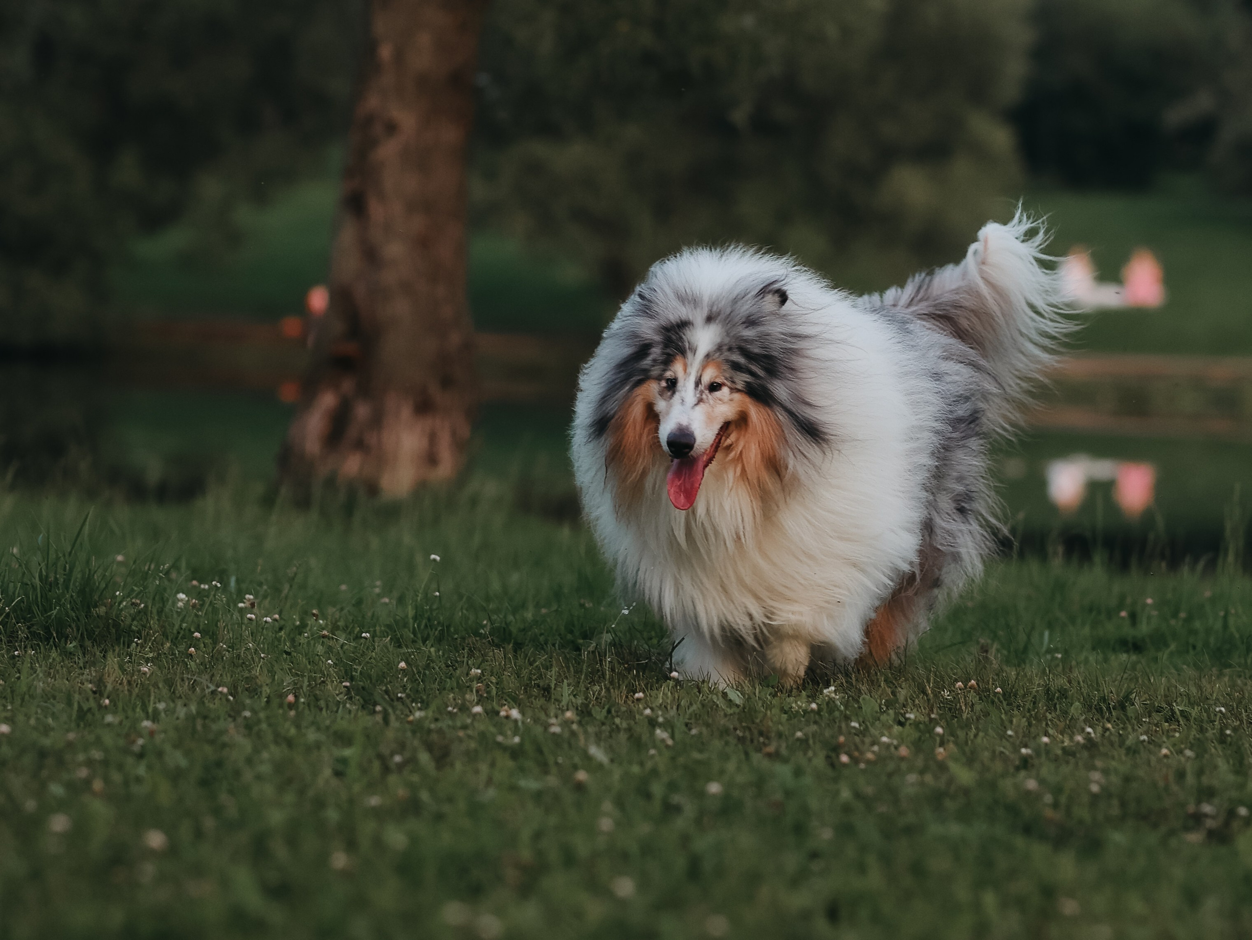Гранд и Инга. Фотограф-анималист в Москве Кириллова Татьяна