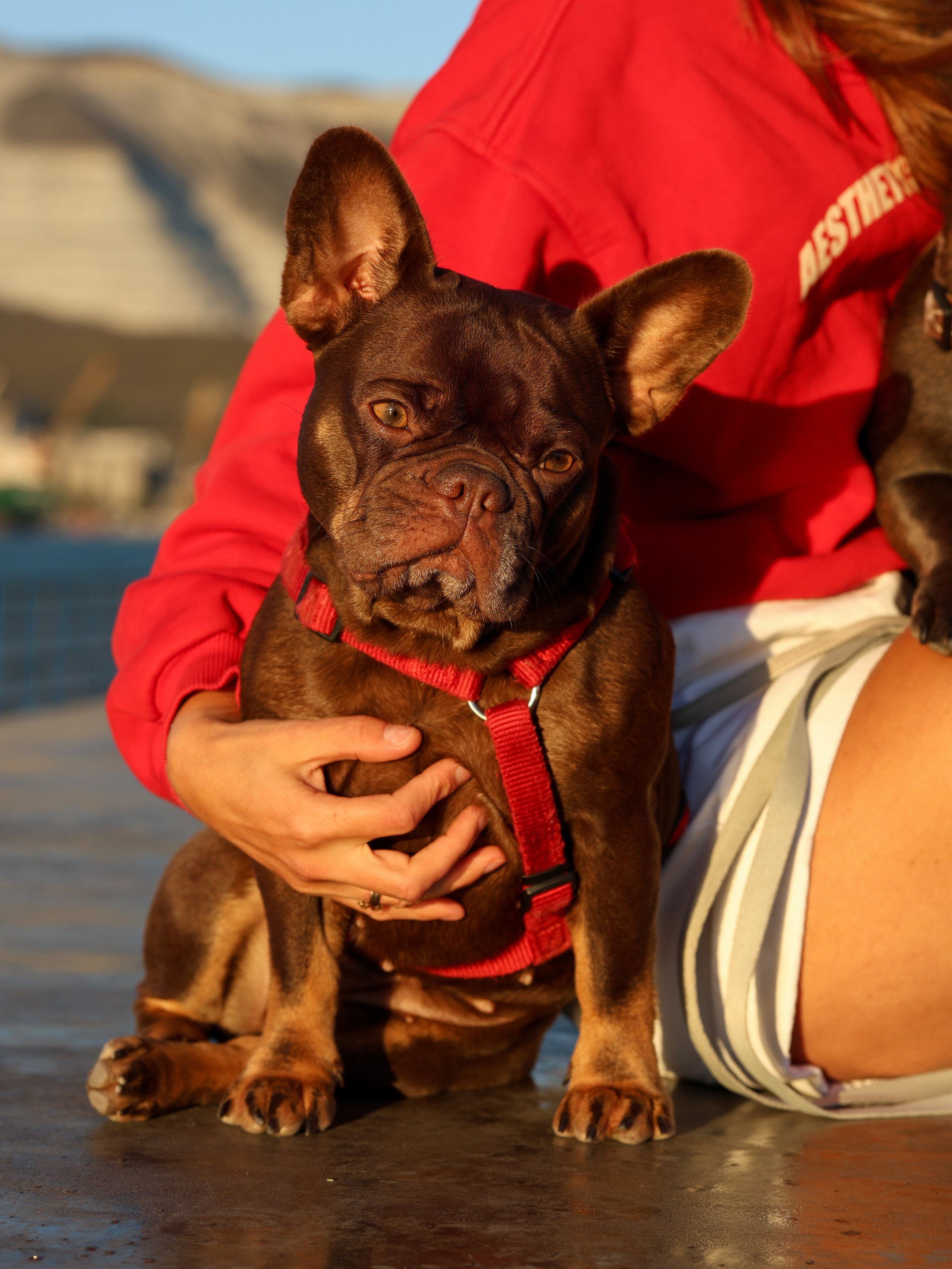 Белла, Луна и Нелли. Фотограф-анималист в Москве Кириллова Татьяна