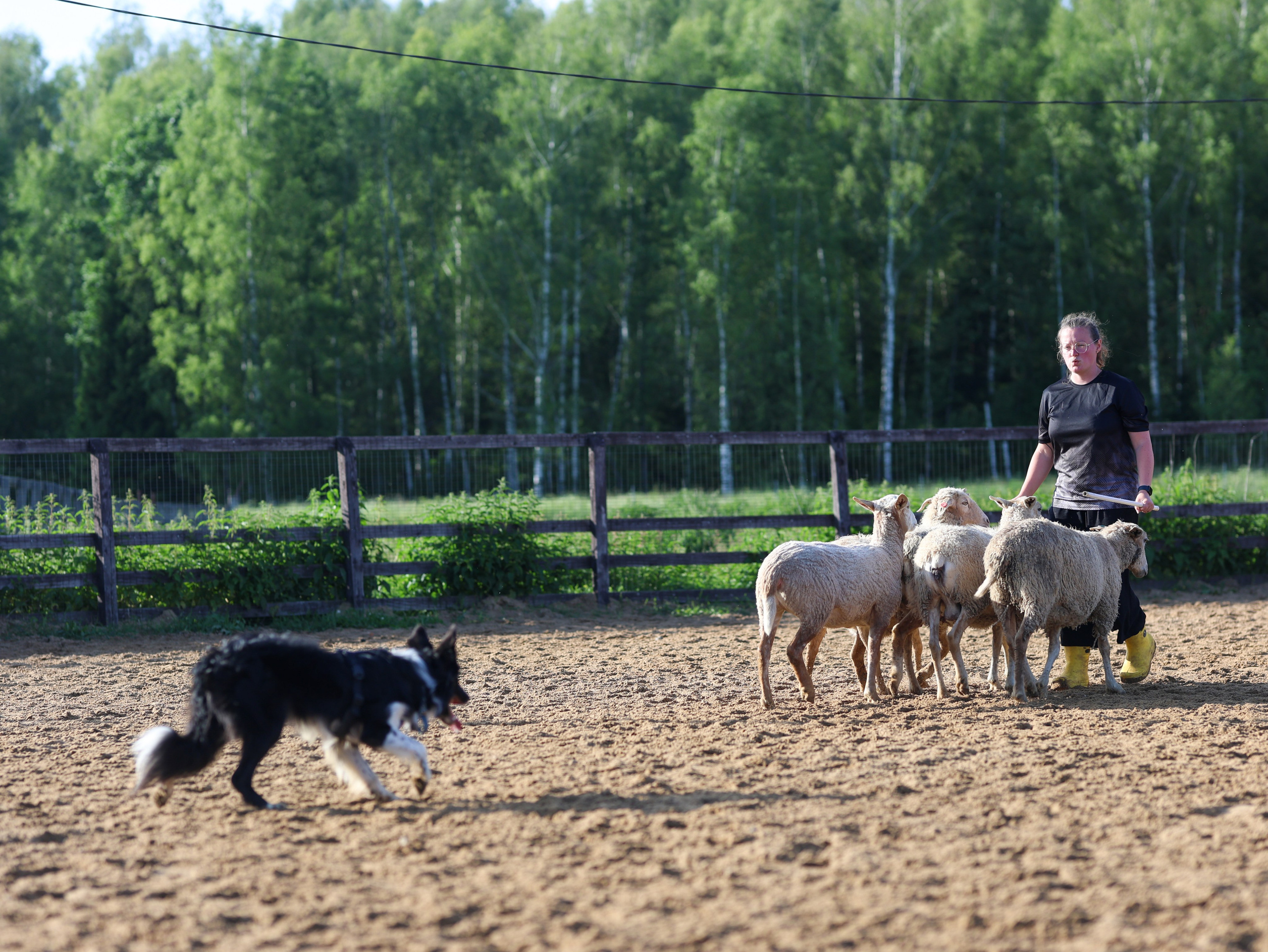 Пастьба. Фотограф-анималист в Москве Кириллова Татьяна