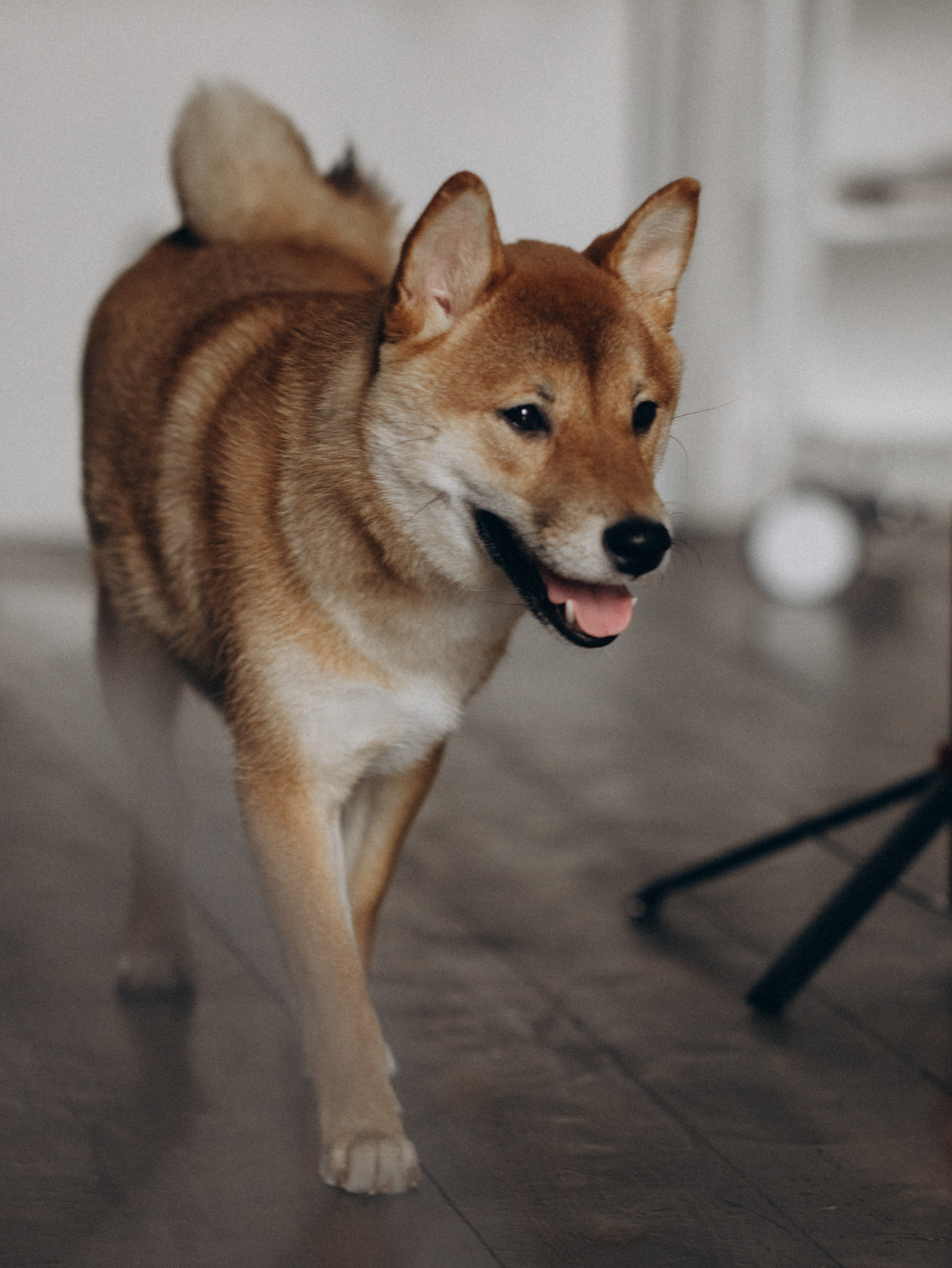 Мика и Настя. Фотограф-анималист в Москве Кириллова Татьяна