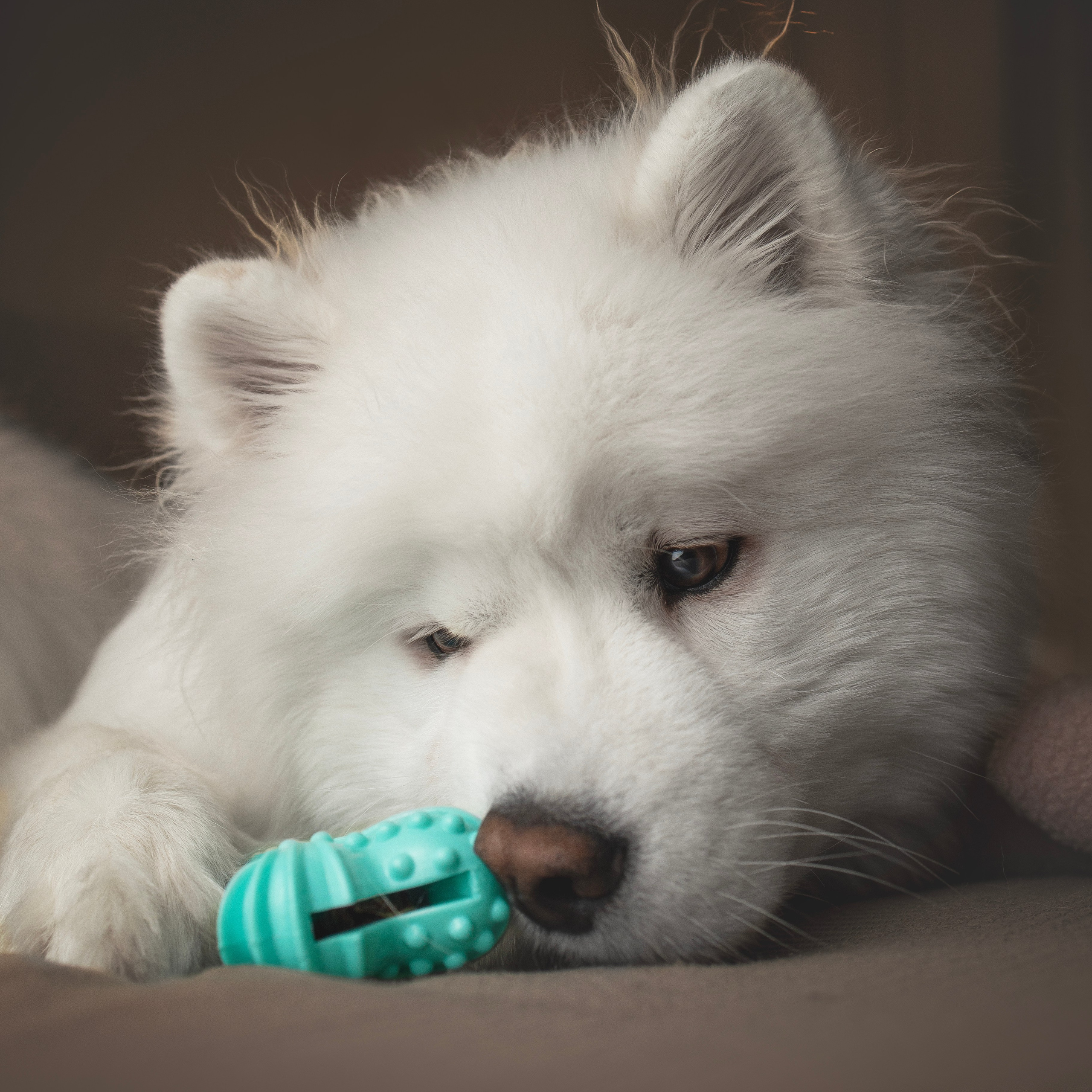 Для брендов. Фотограф анималист в Москве Майорова Евгения