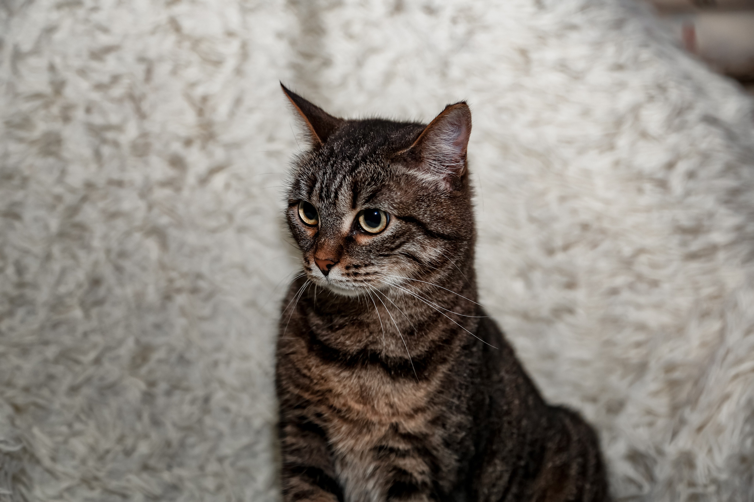 Приют Кошкин Дом Филимоша. Ваш фотограф в Оренбурге Рощупкина Екатерина