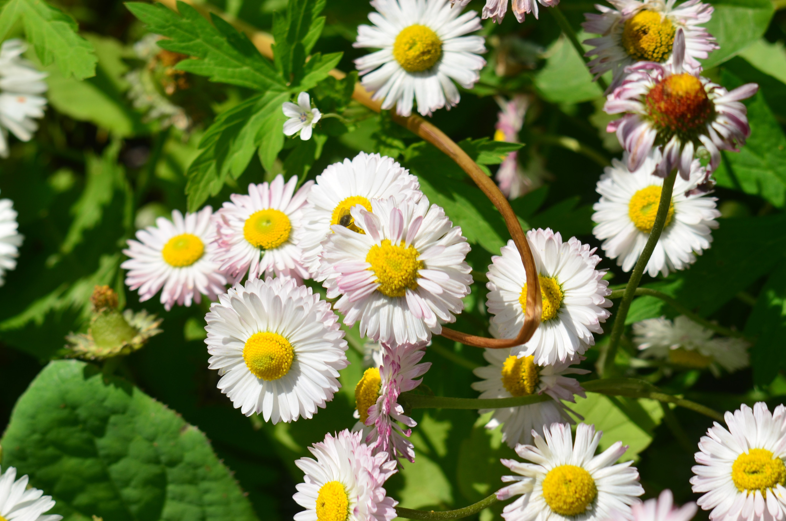 Дары природы. Фотограф viktor viktor