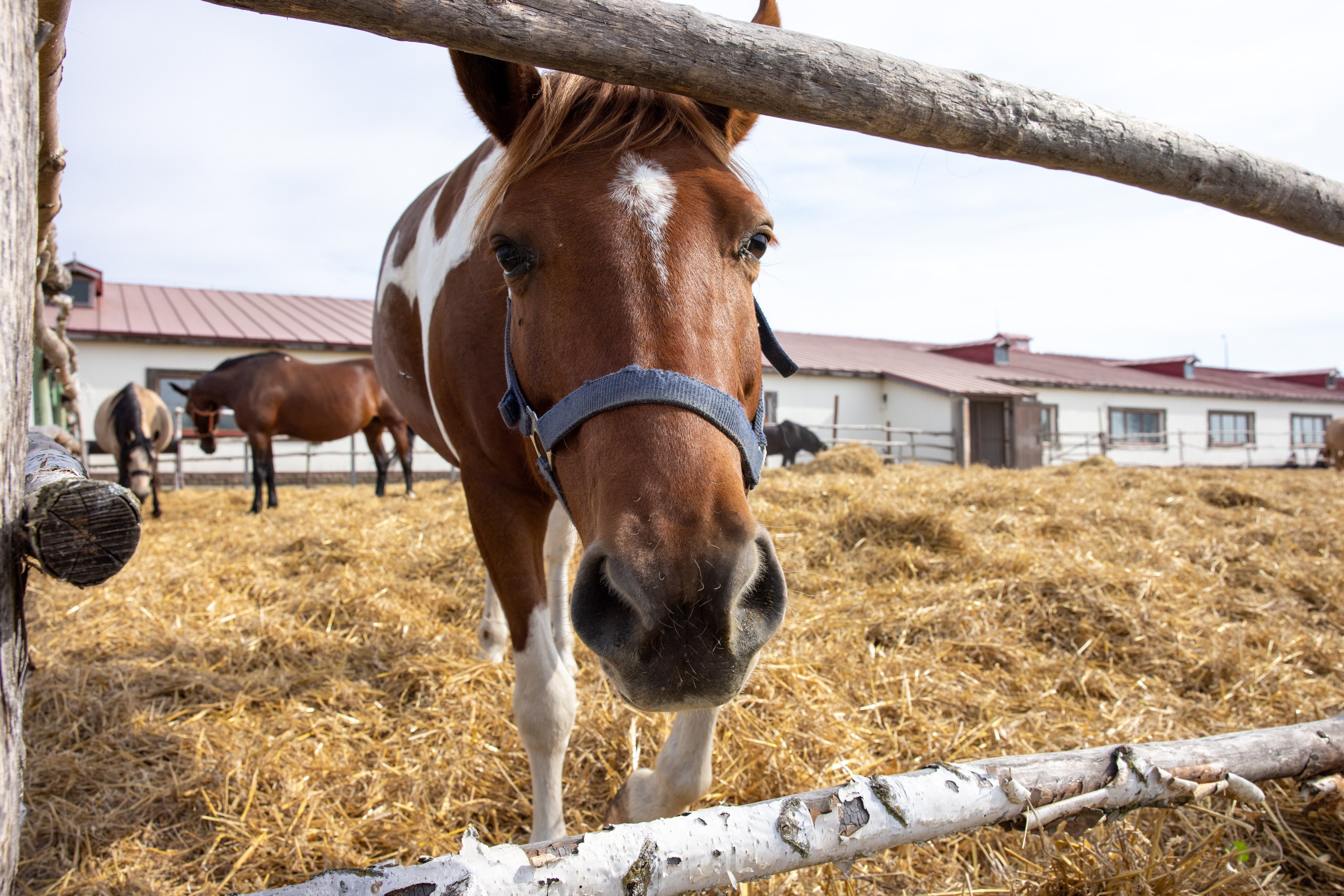 Поездка на поле Кулеково. Фотограф в Туле Крупский АнДРей. Фотостудия «КАДР71» в Туле