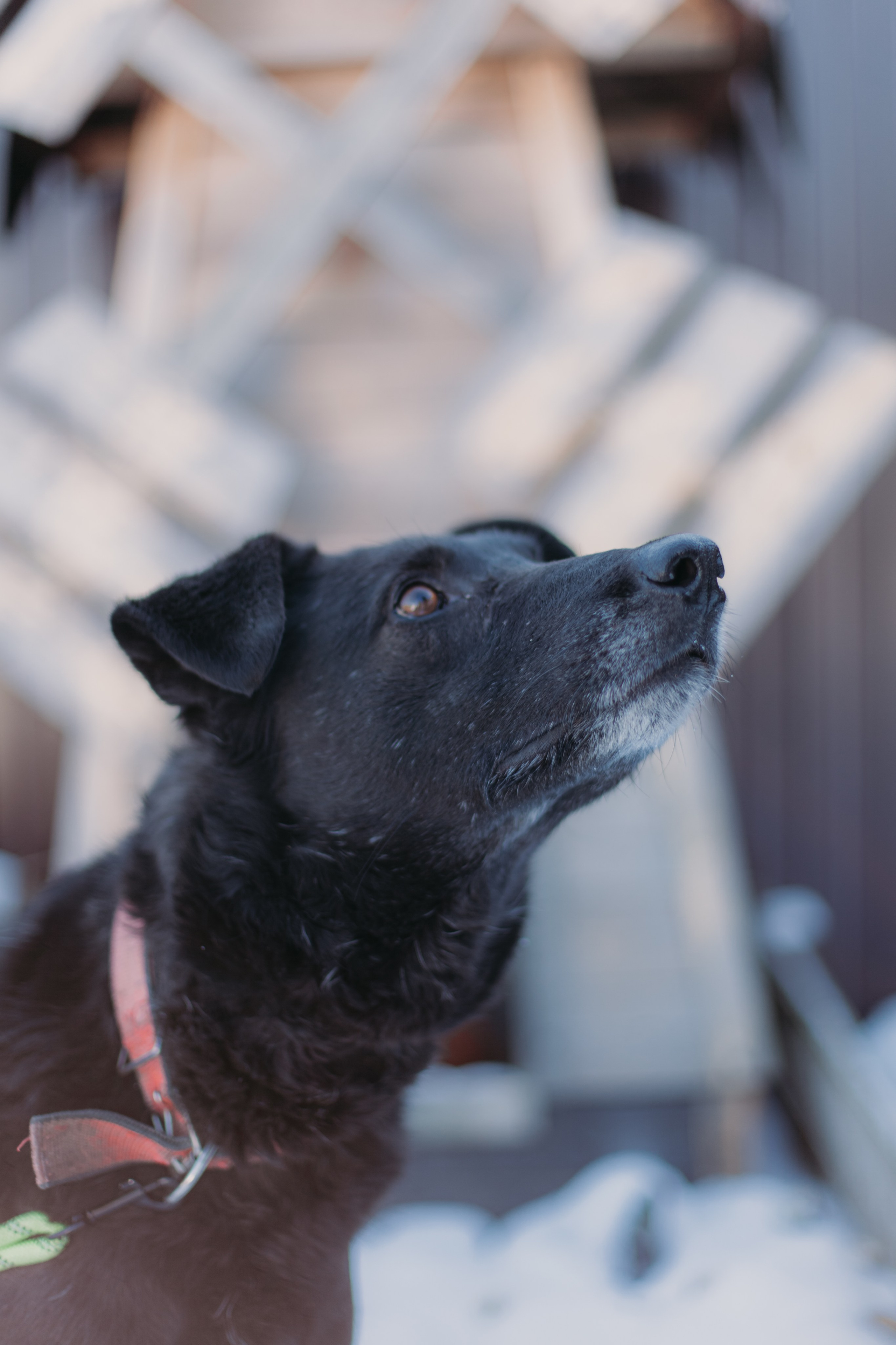 Фотосессии животных. Детский фотограф, фотограф-анималист