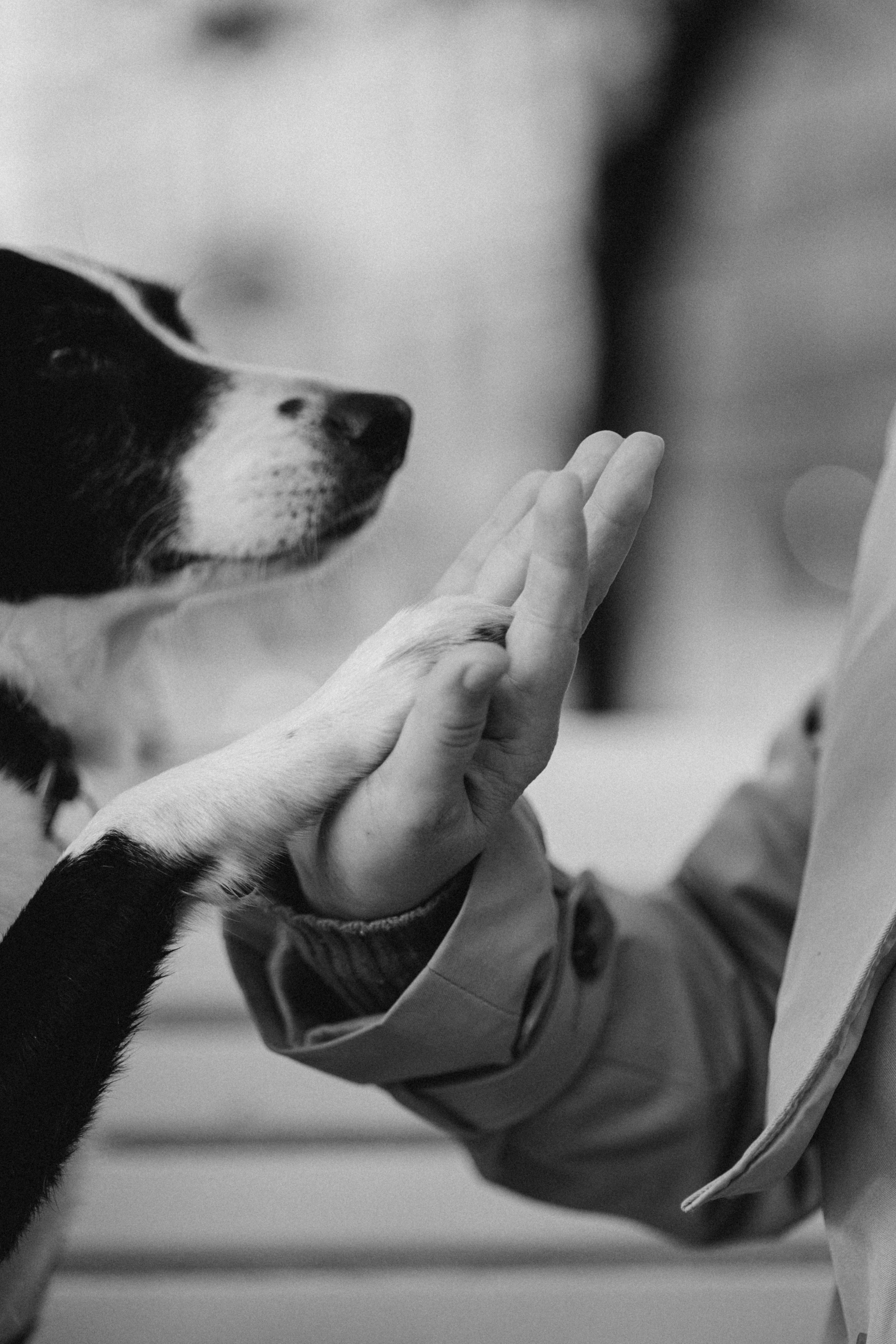 Мишель и ее семья. Фотограф — Анималист | Санкт-Петербург