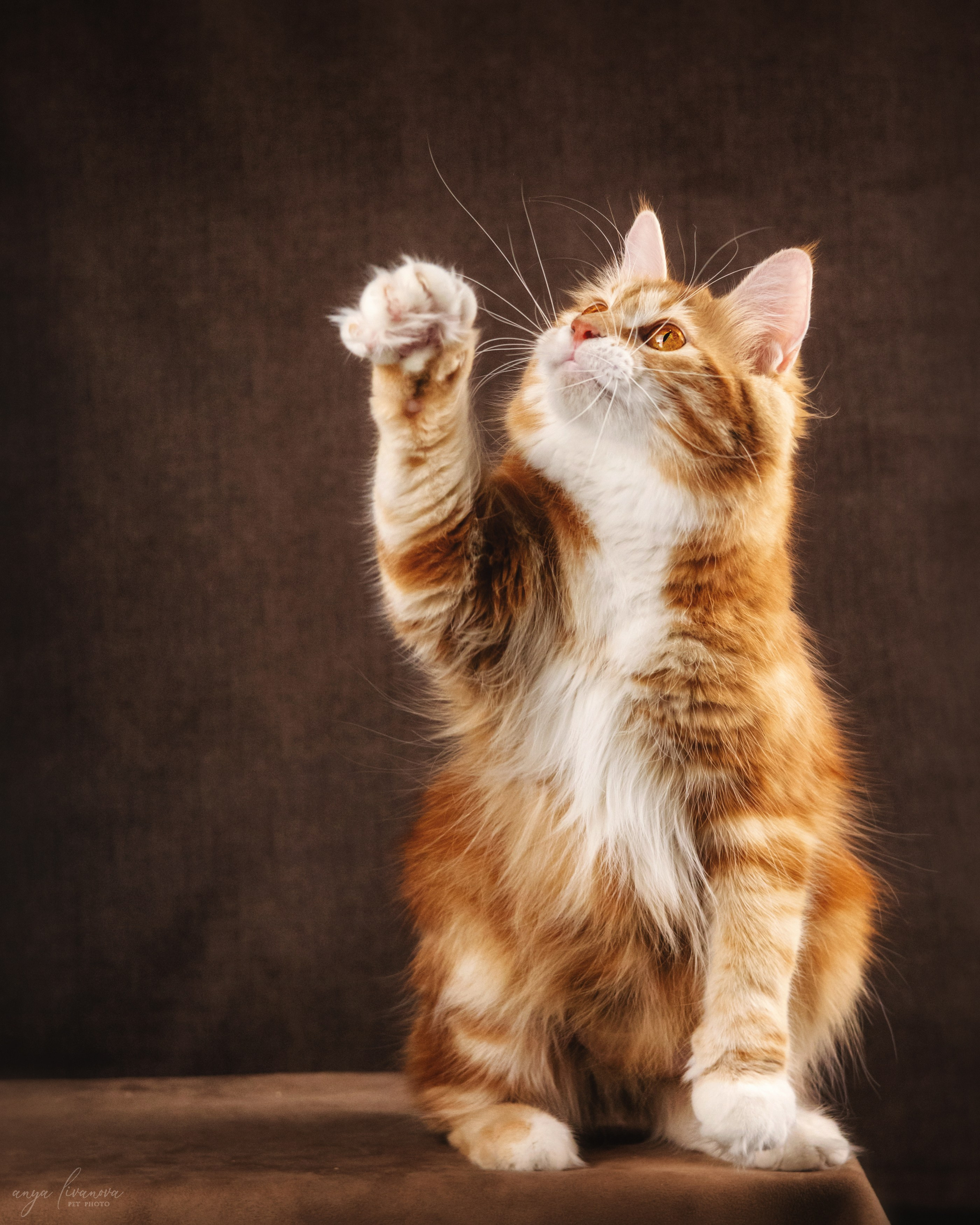 Курильские бобтейлы. Фотограф анималист Аня Ливанова | Рыбинск