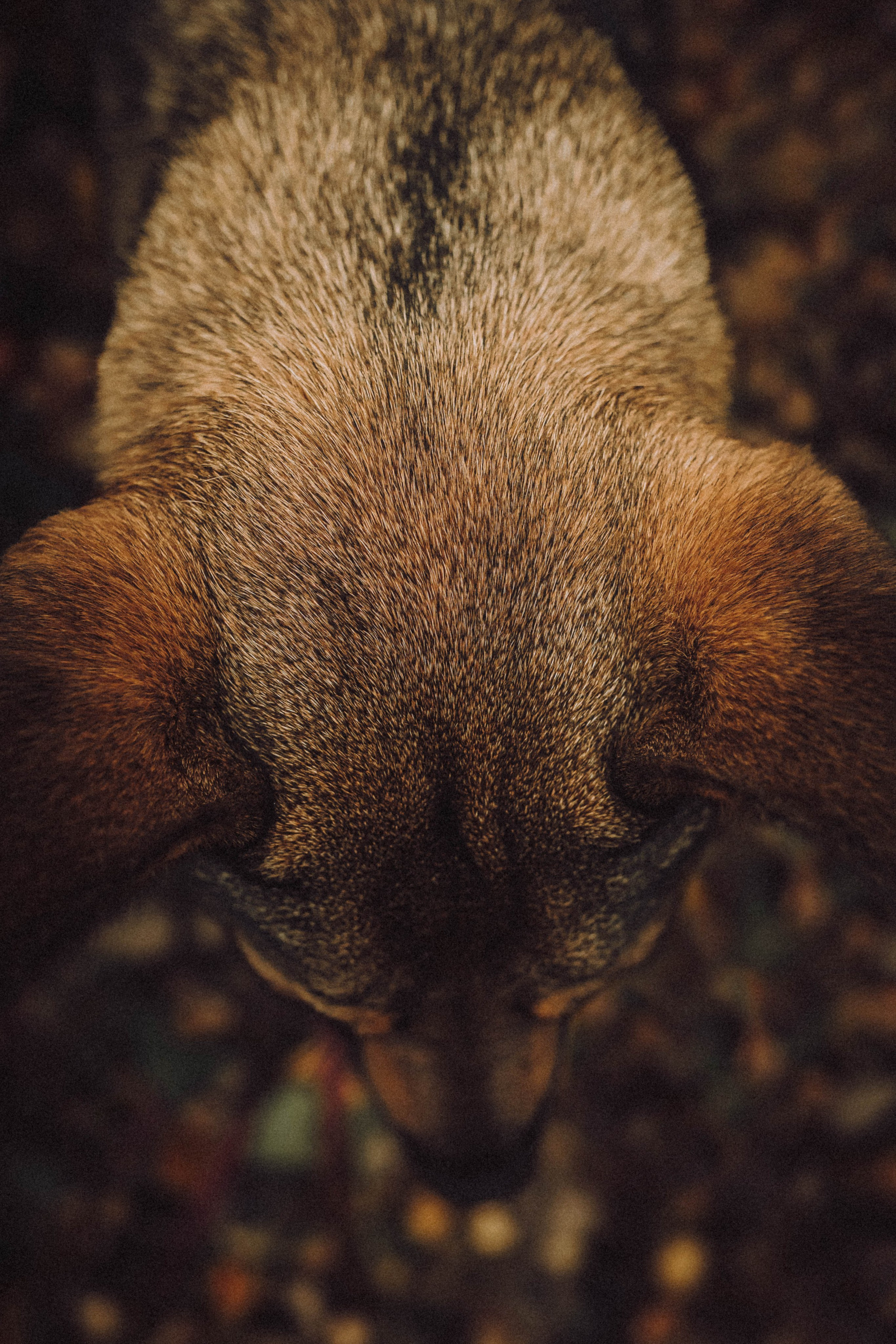 Аня, Нео и Луна