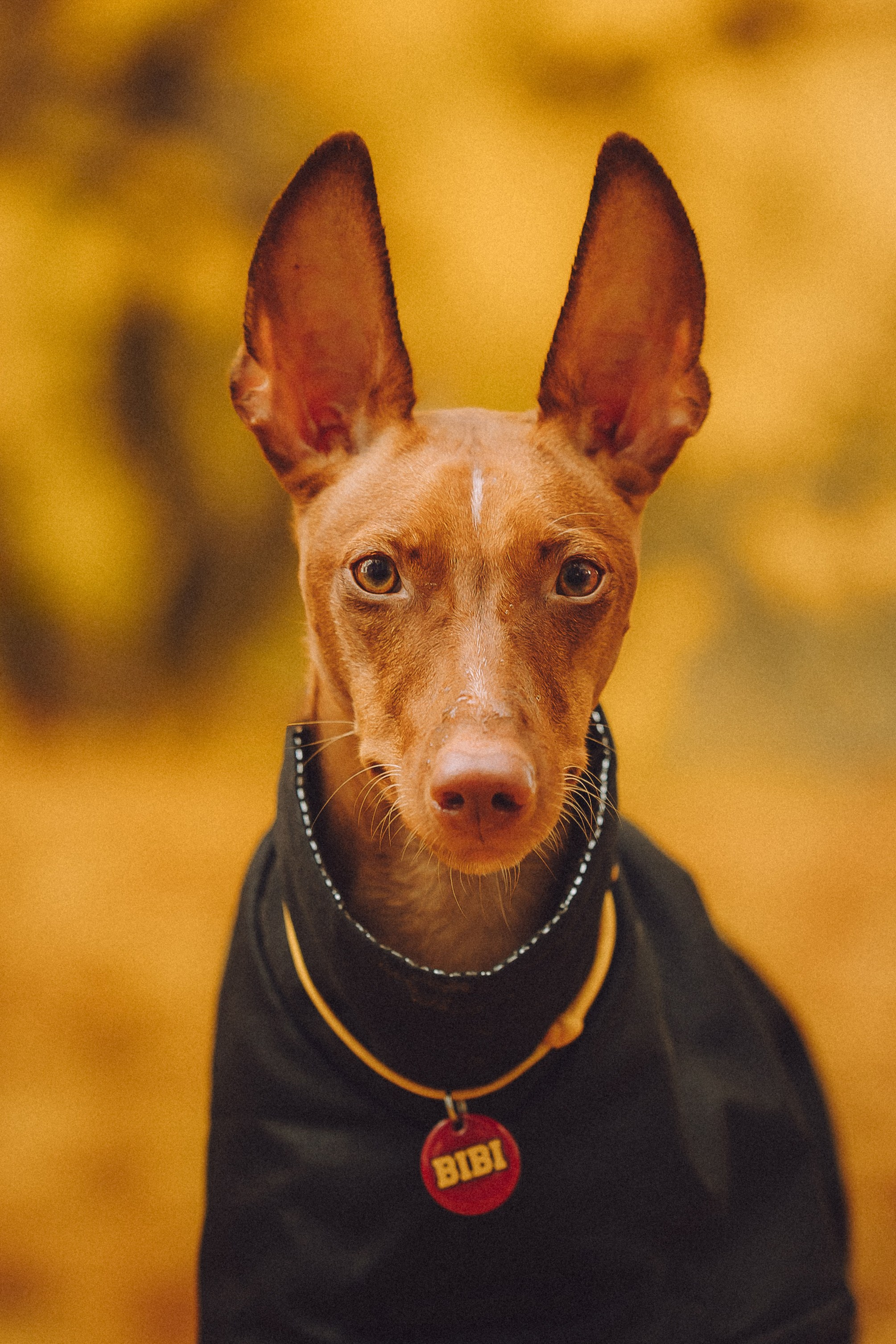 Даша и Биби