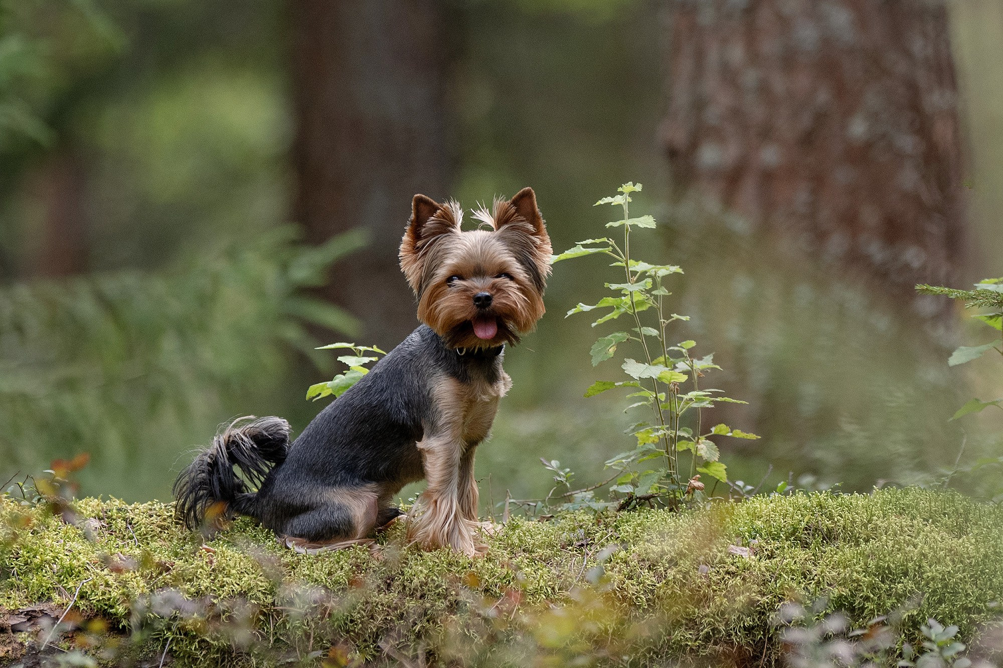 Случайная встреча в лесу 10 августа 2024. -