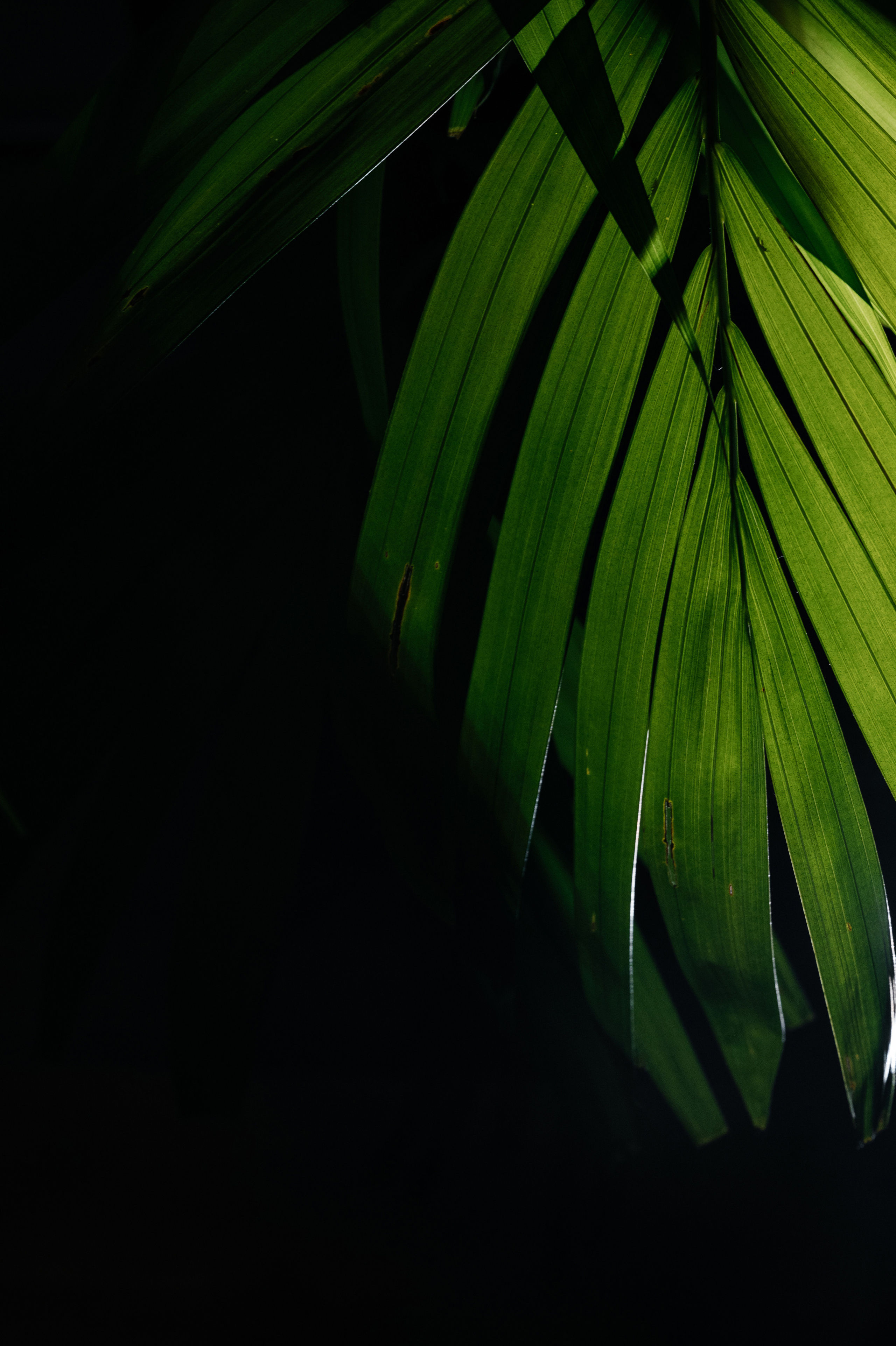 День Рождения Дмитрия. Wedding photographer in Moscow and around the world Andrey Medvednikov