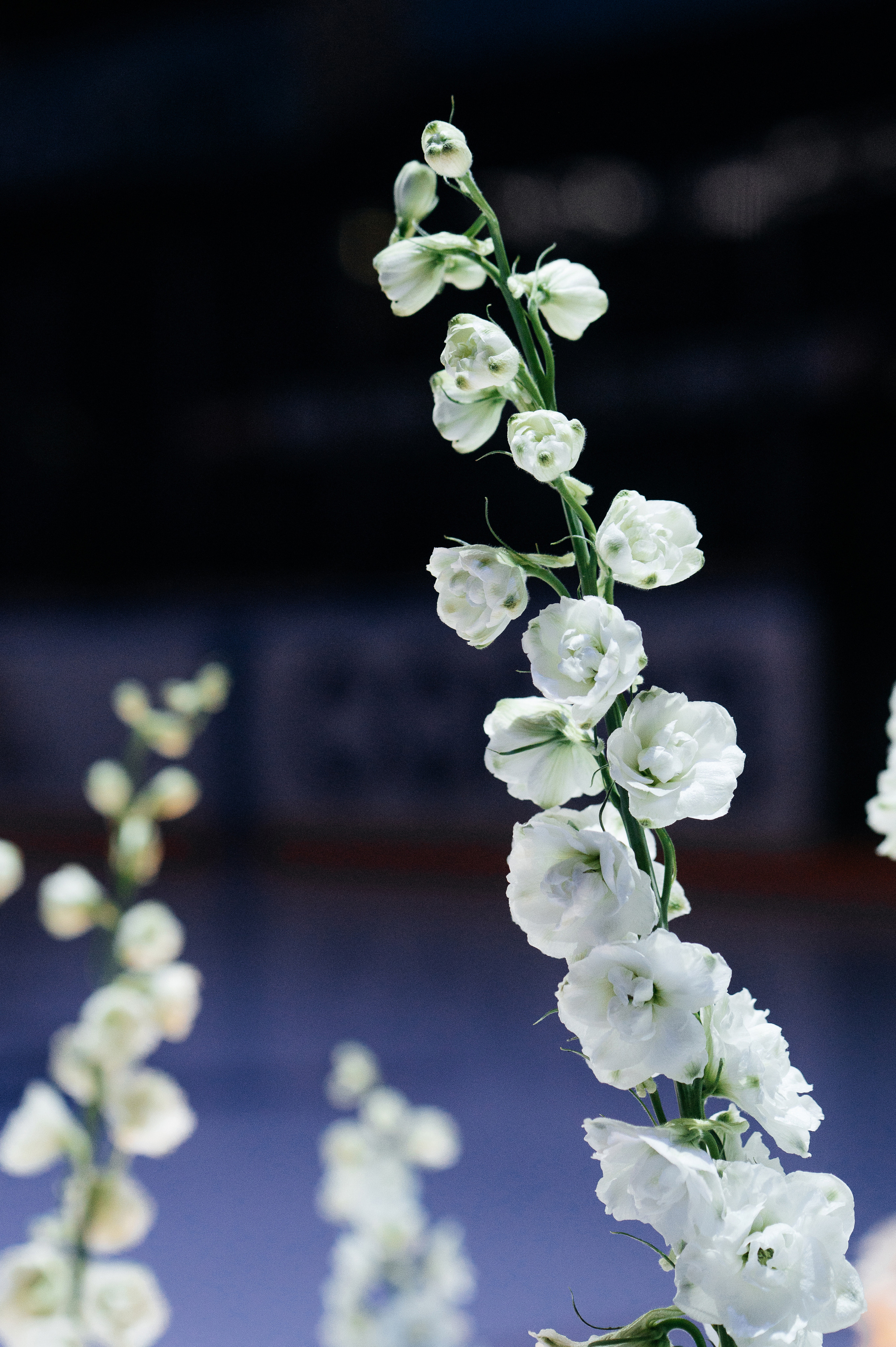 Предложение. Песнь льда и пламени. Свадебный фотограф в Москве и по всему Миру Андрей Медведников