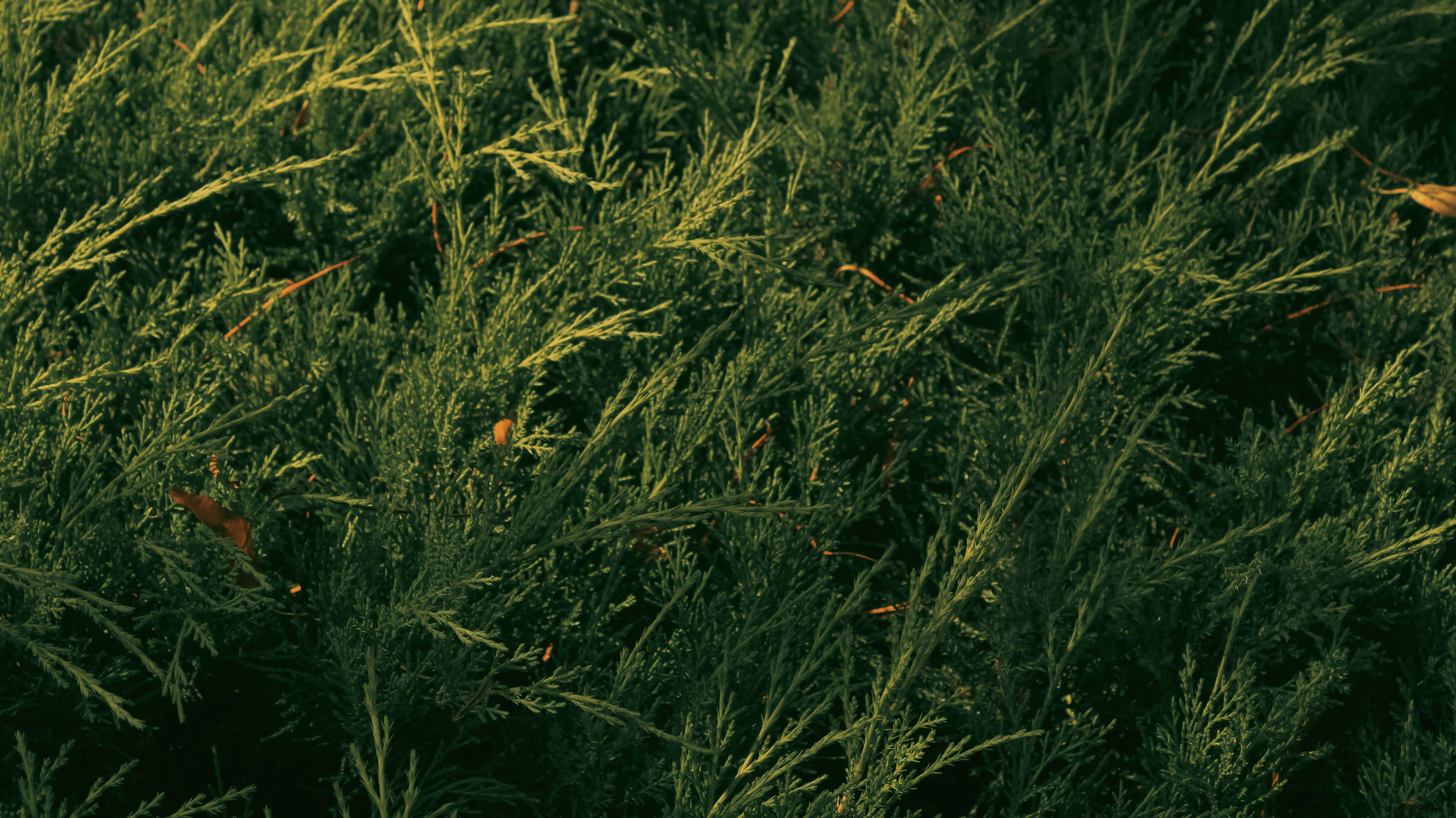 TMN ivapark '24. Фотограф/дизайнер в Екатеринбурге Хитрый Дмитрий