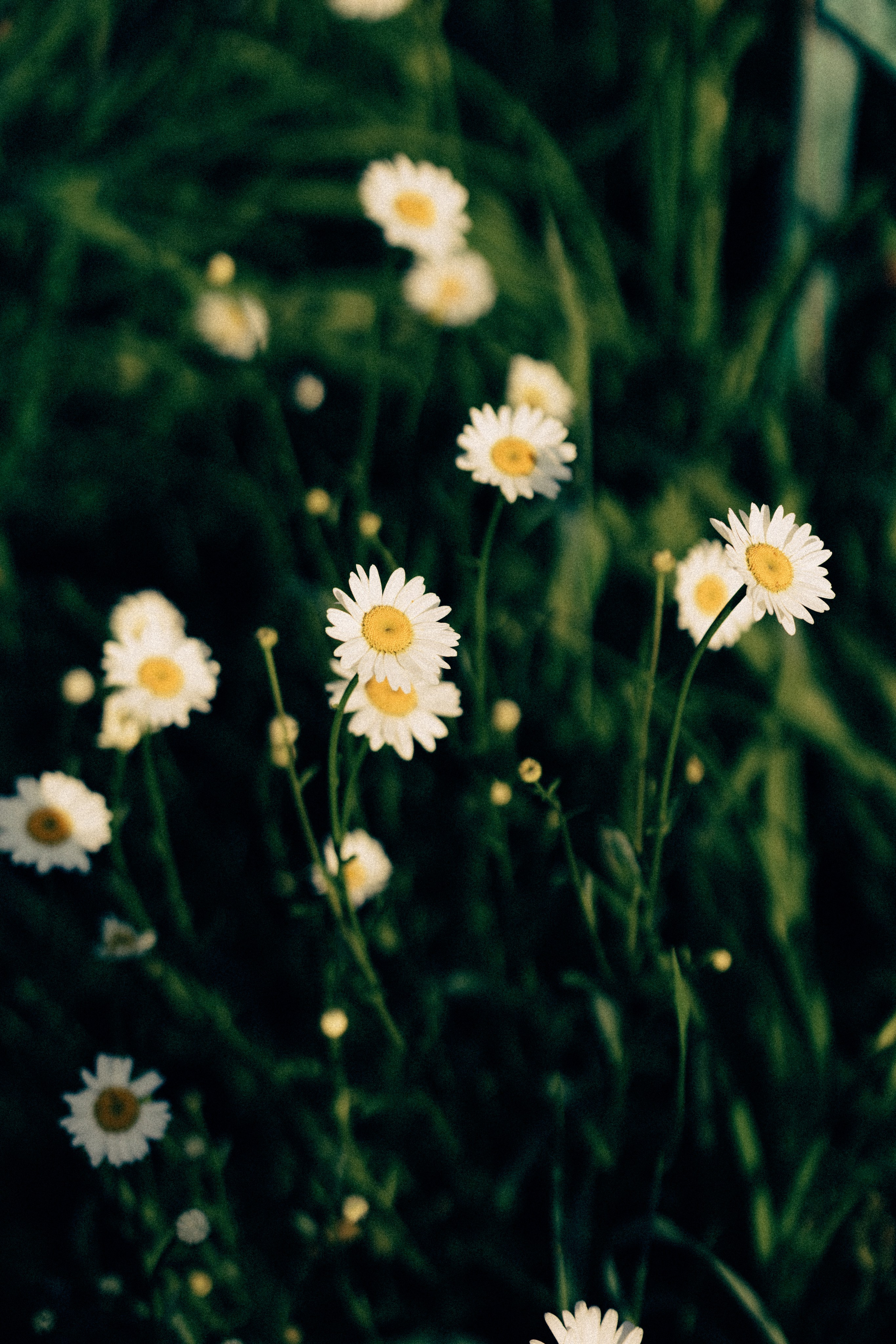 Обжитое. Daria Chigintseva Photographer