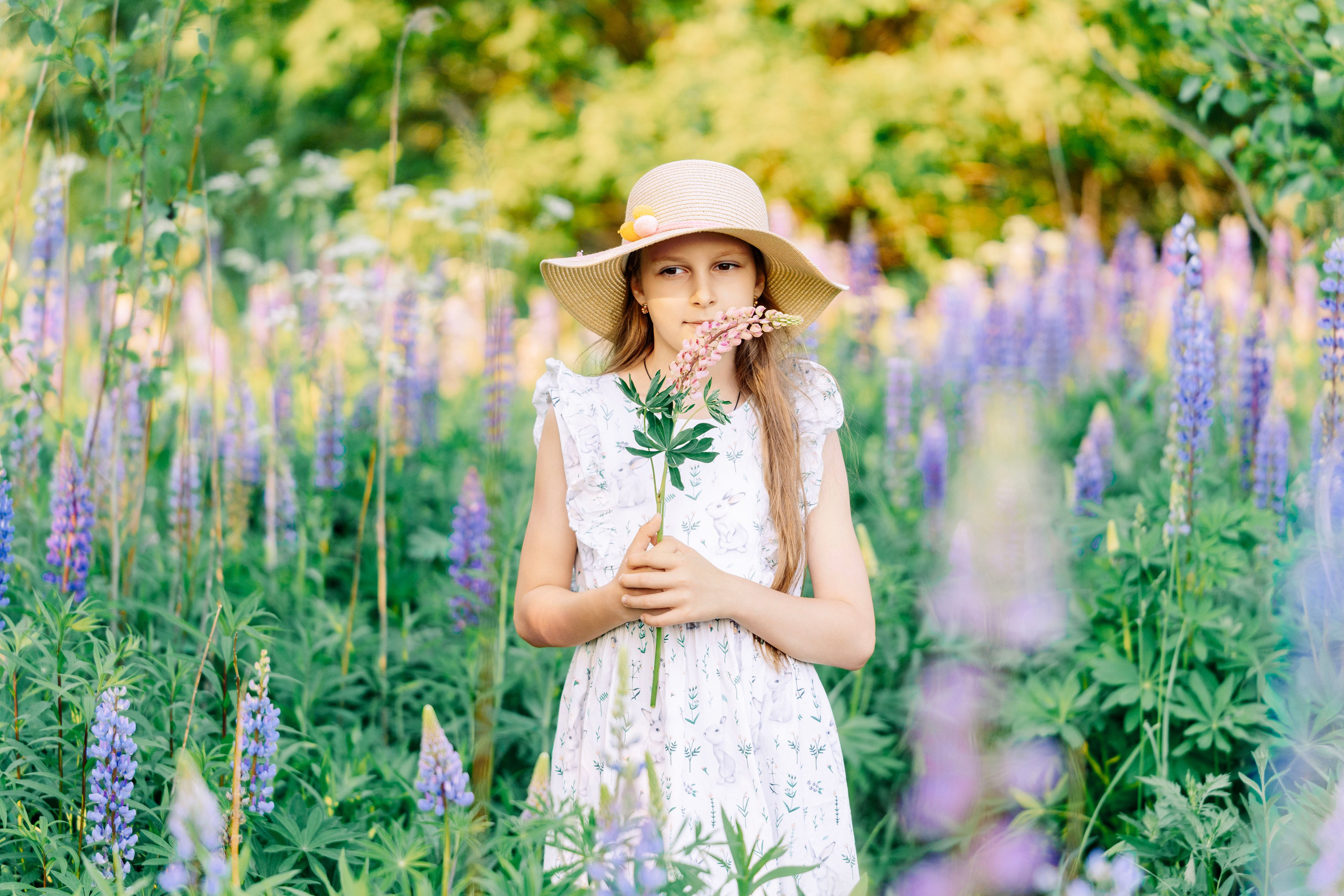 Люпины. Фотограф Юлия Попова