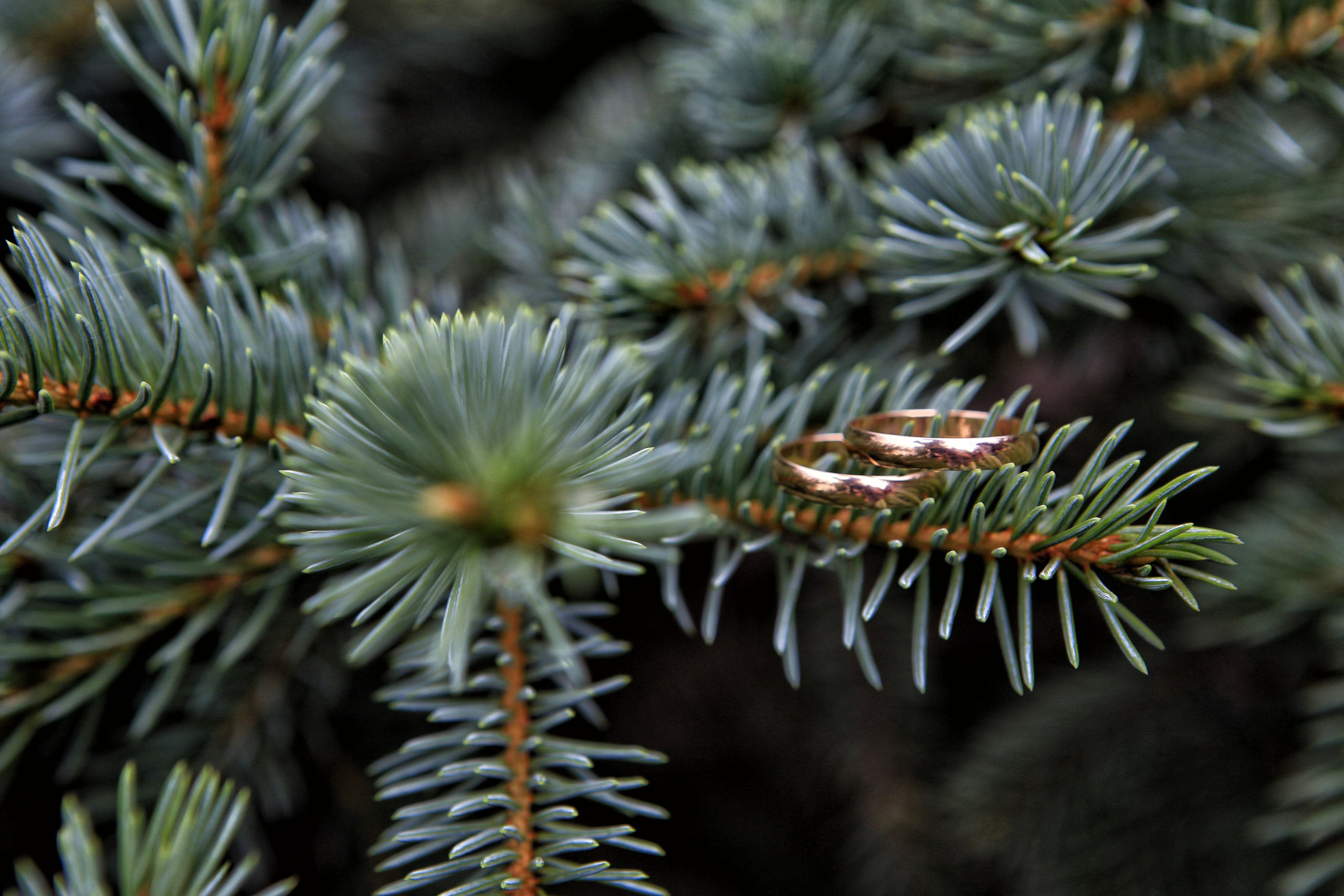 СВАДЕБНЫЕ (WEDDING). Фотограф новорожденных, свадебный, семейный, детский фотограф в СПБ