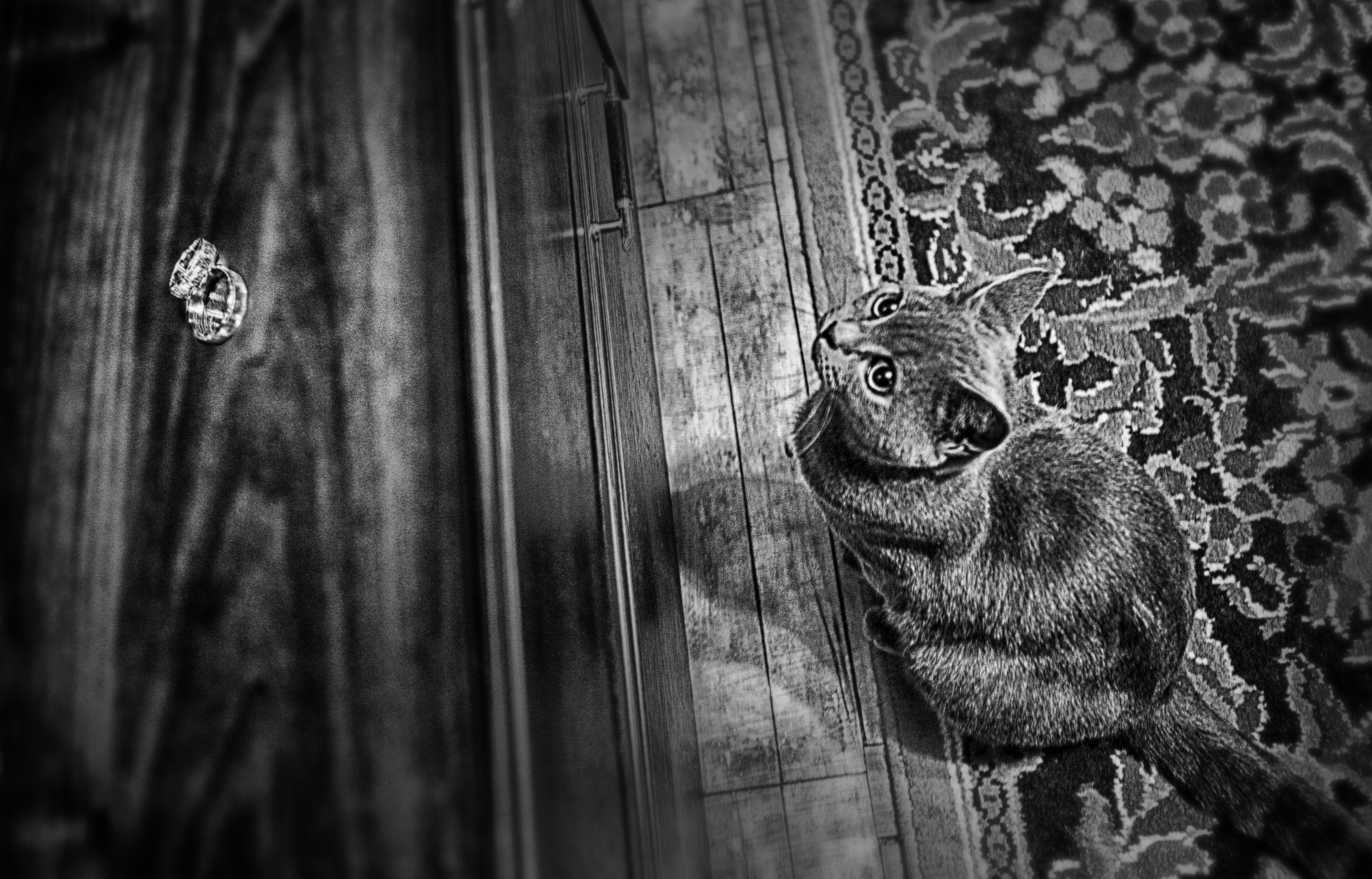 СВАДЕБНЫЕ (WEDDING). Фотограф новорожденных, свадебный, семейный, детский фотограф в СПБ