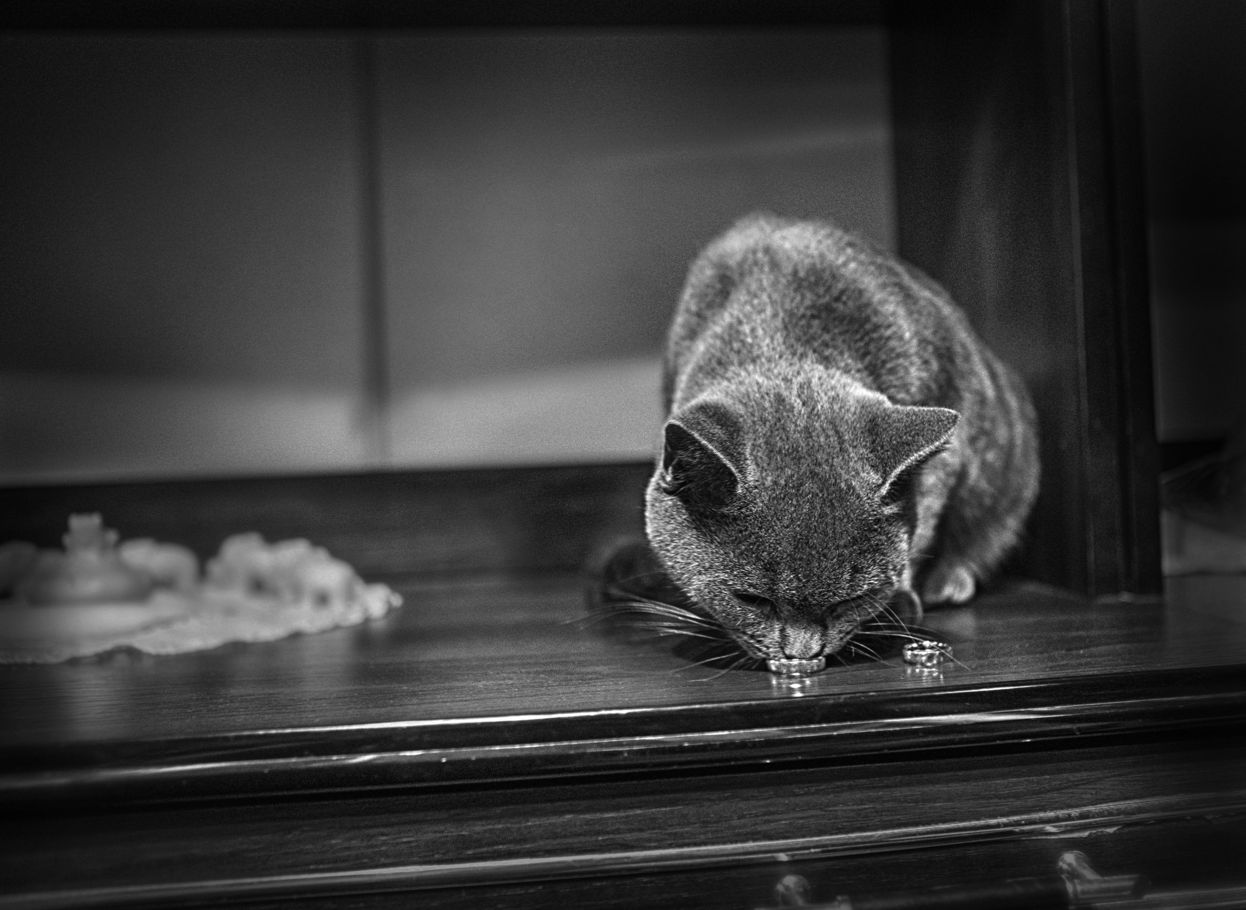 СВАДЕБНЫЕ (WEDDING). Фотограф новорожденных, свадебный, семейный, детский фотограф в СПБ