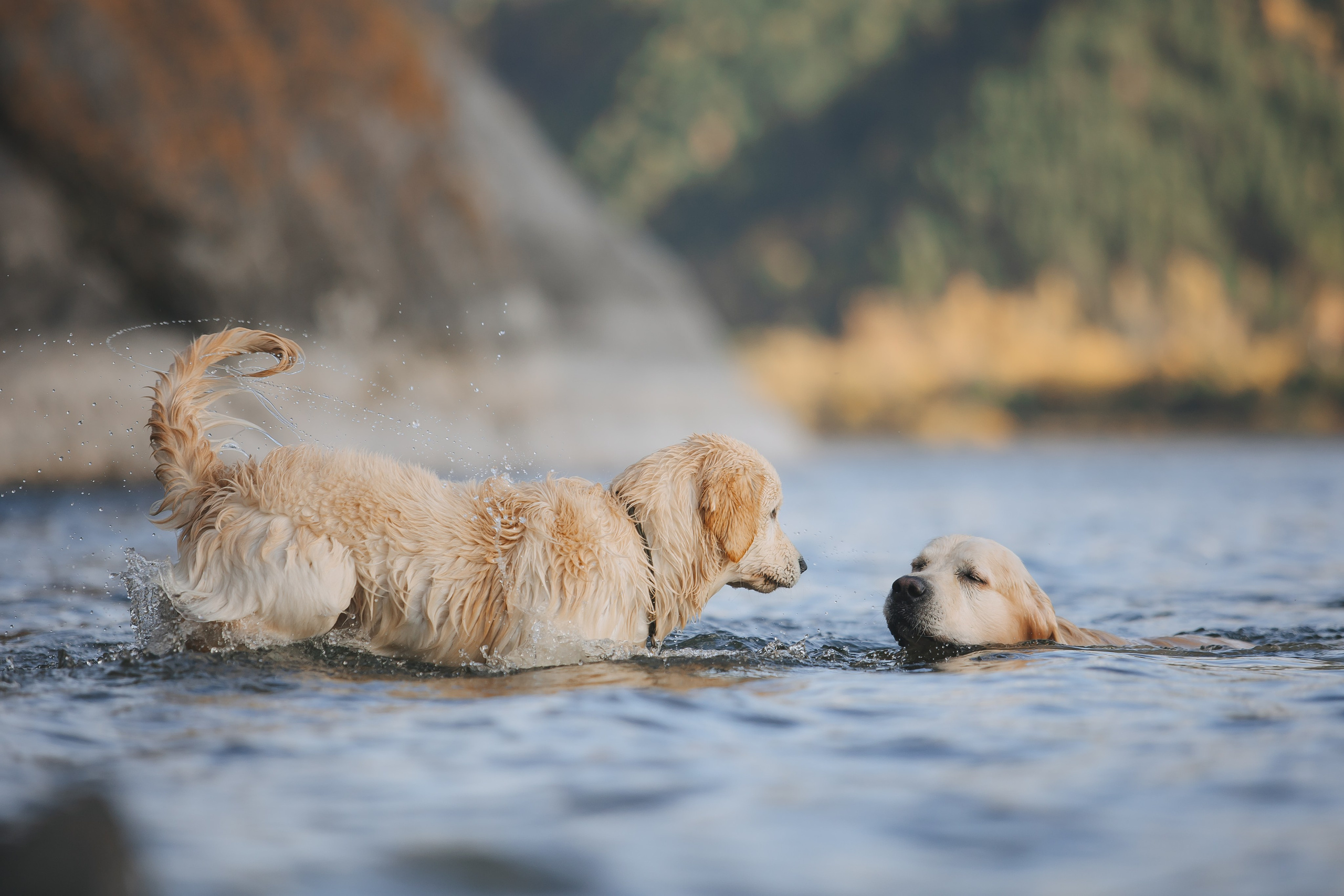 Снежик и Веста. Свадебный и женский фотограф