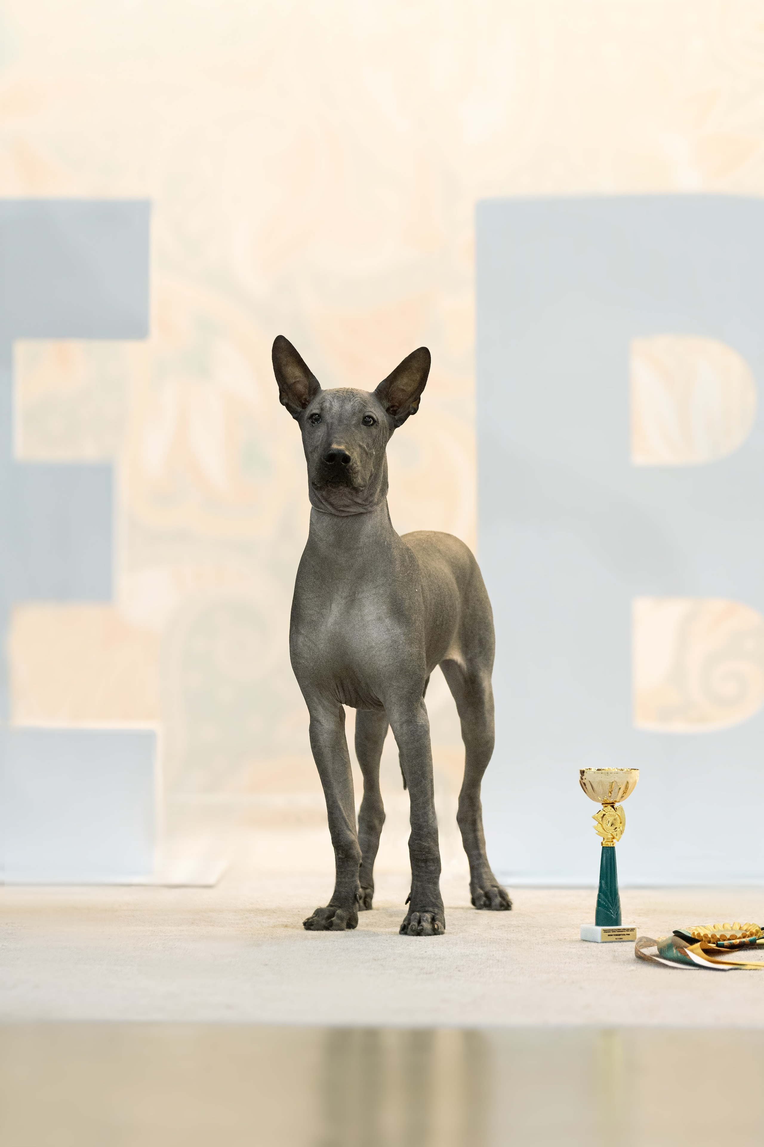 Евразия 2023. Фотограф анималист в Москве Майорова Евгения