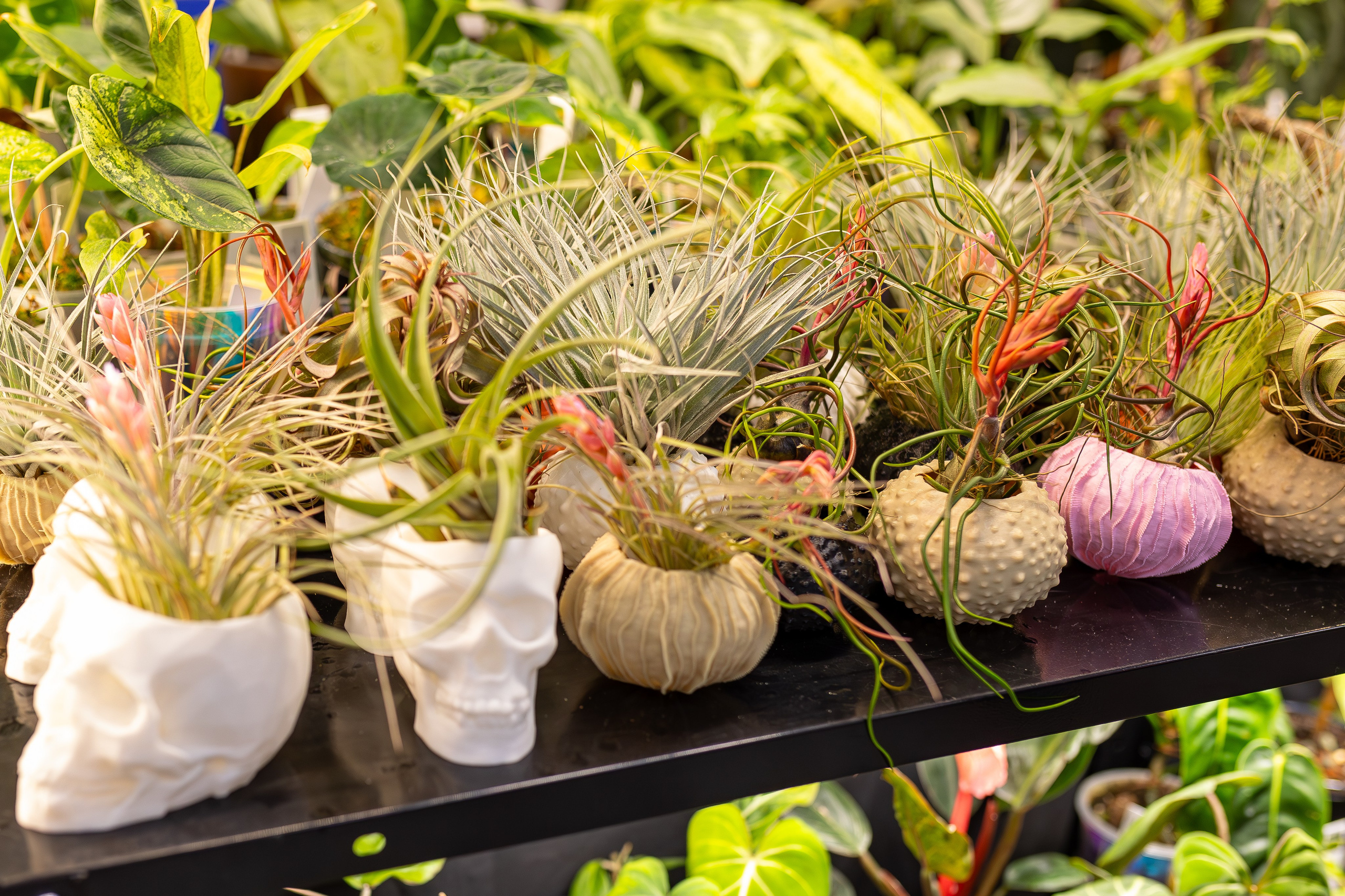 Монстериум апрель 2026. Александра Куликова фотограф, Москва