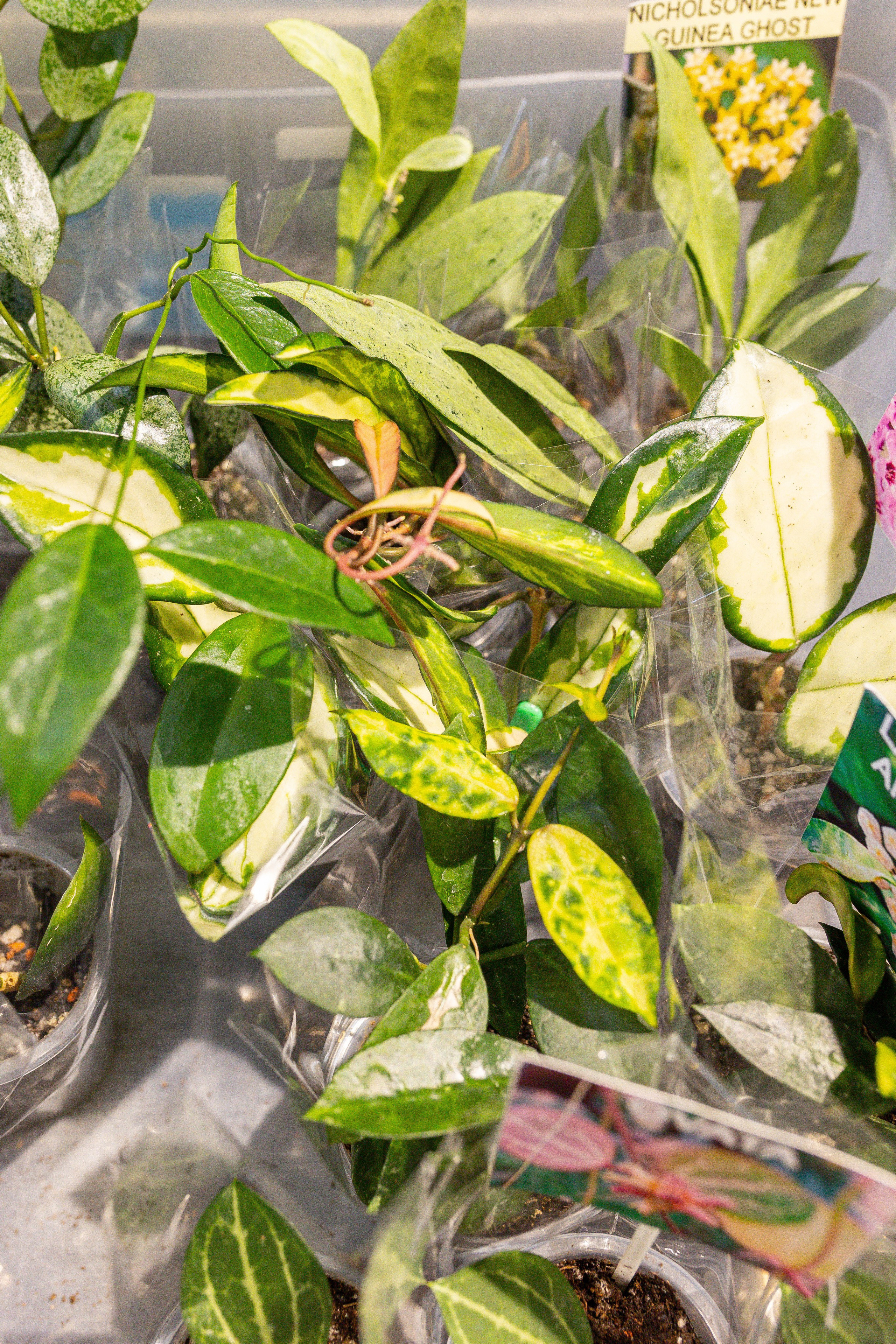 Ярмарка Green Rare 20.09.25. Александра Куликова фотограф, Москва