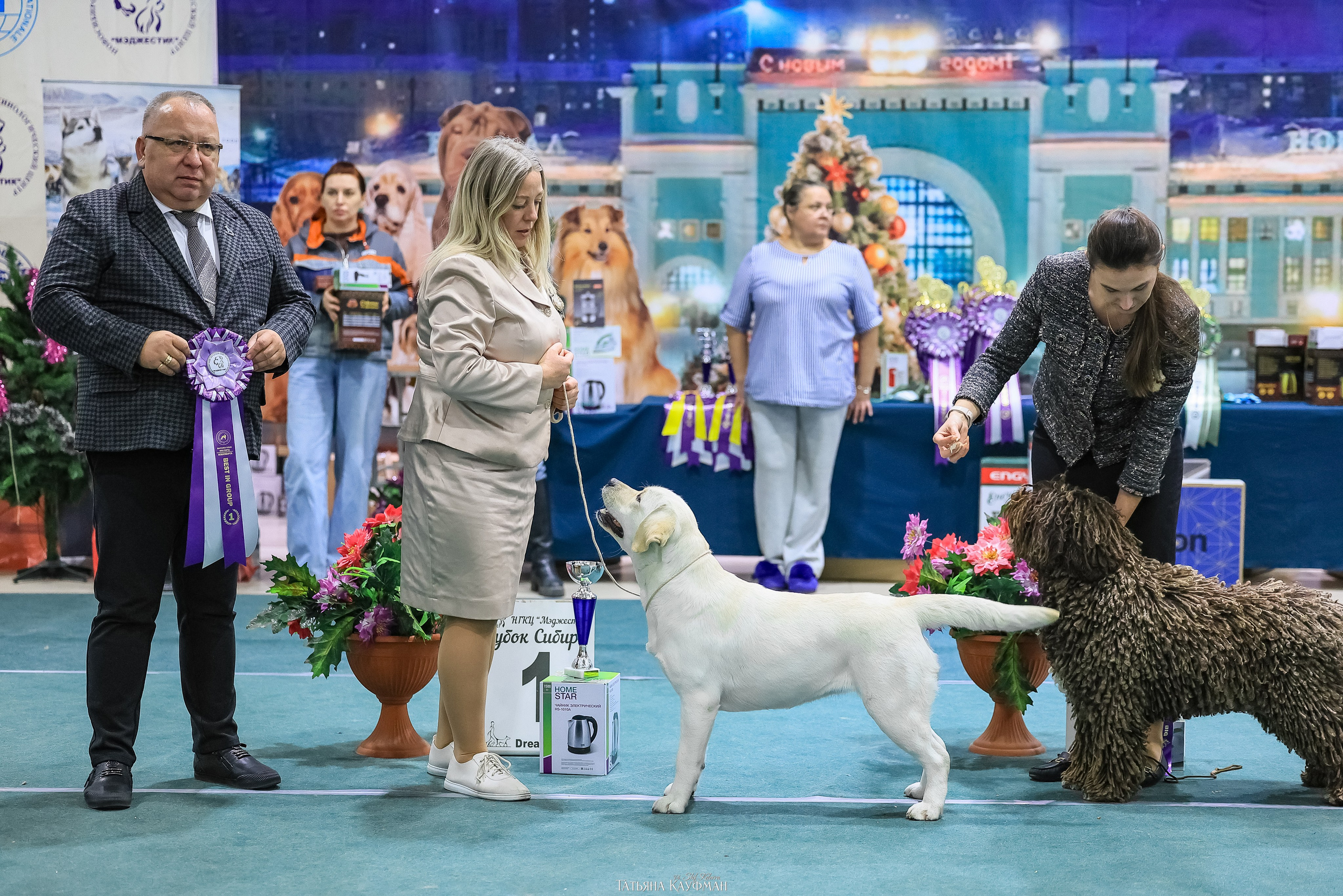 6-7.12.25 — 1-4 Национальные выставки собак в Новосибирске (2х рейтинговые). Фотограф Анималист из Новосибирска Татьяна Кауфман