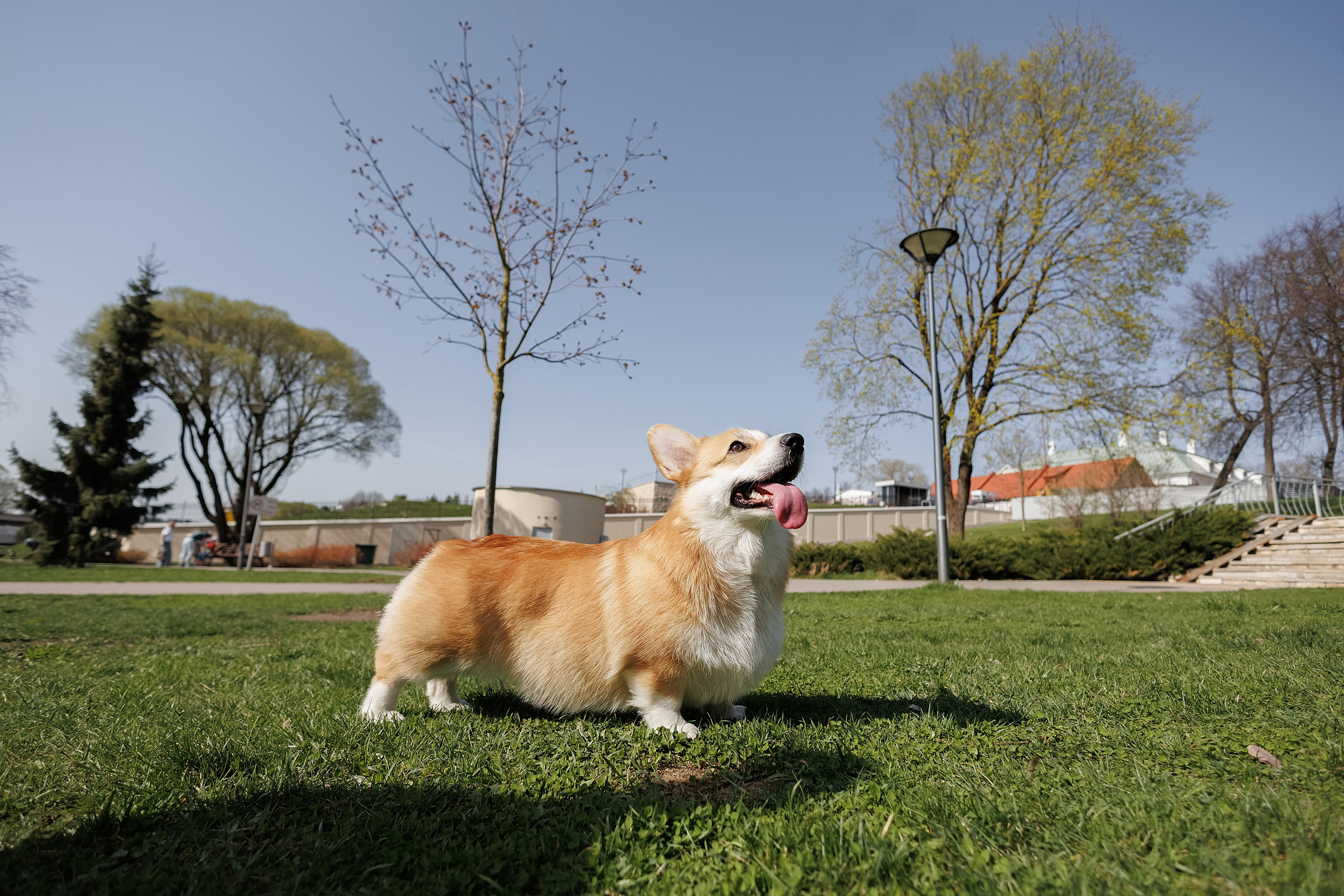 С коржиком Капой. Свадебный фотограф в Пскове и Санкт-Петербурге | Анна Голикова