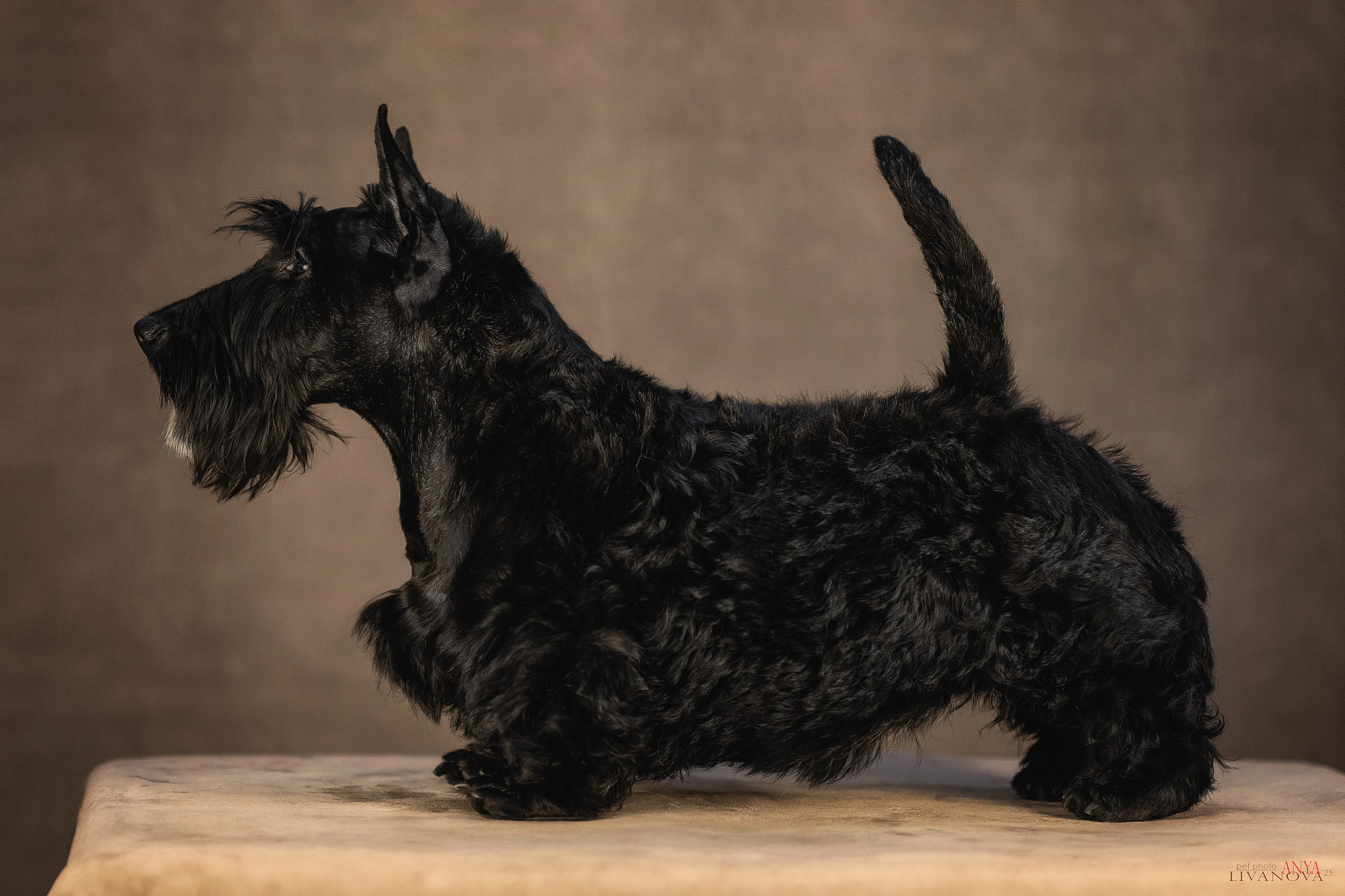 Скотч терьер. Фотограф анималист Аня Ливанова | Рыбинск