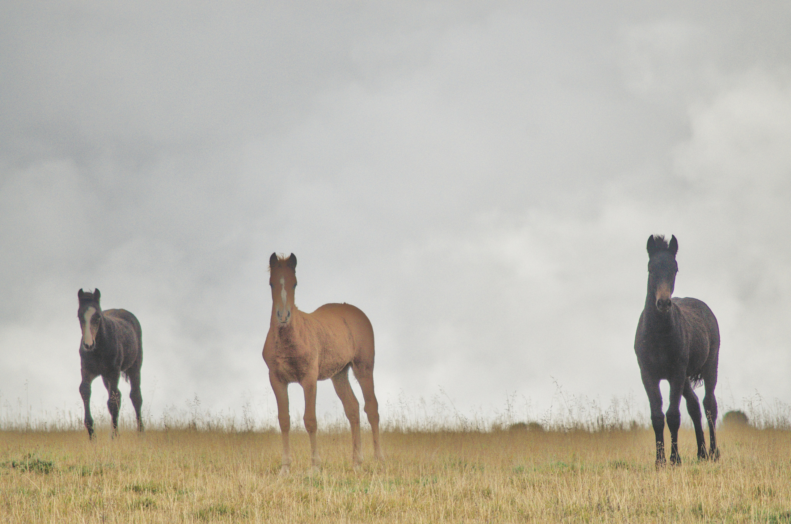 Алтай. Фотограф анималист, пейзажист, спортивные мероприятия. Новосибирск