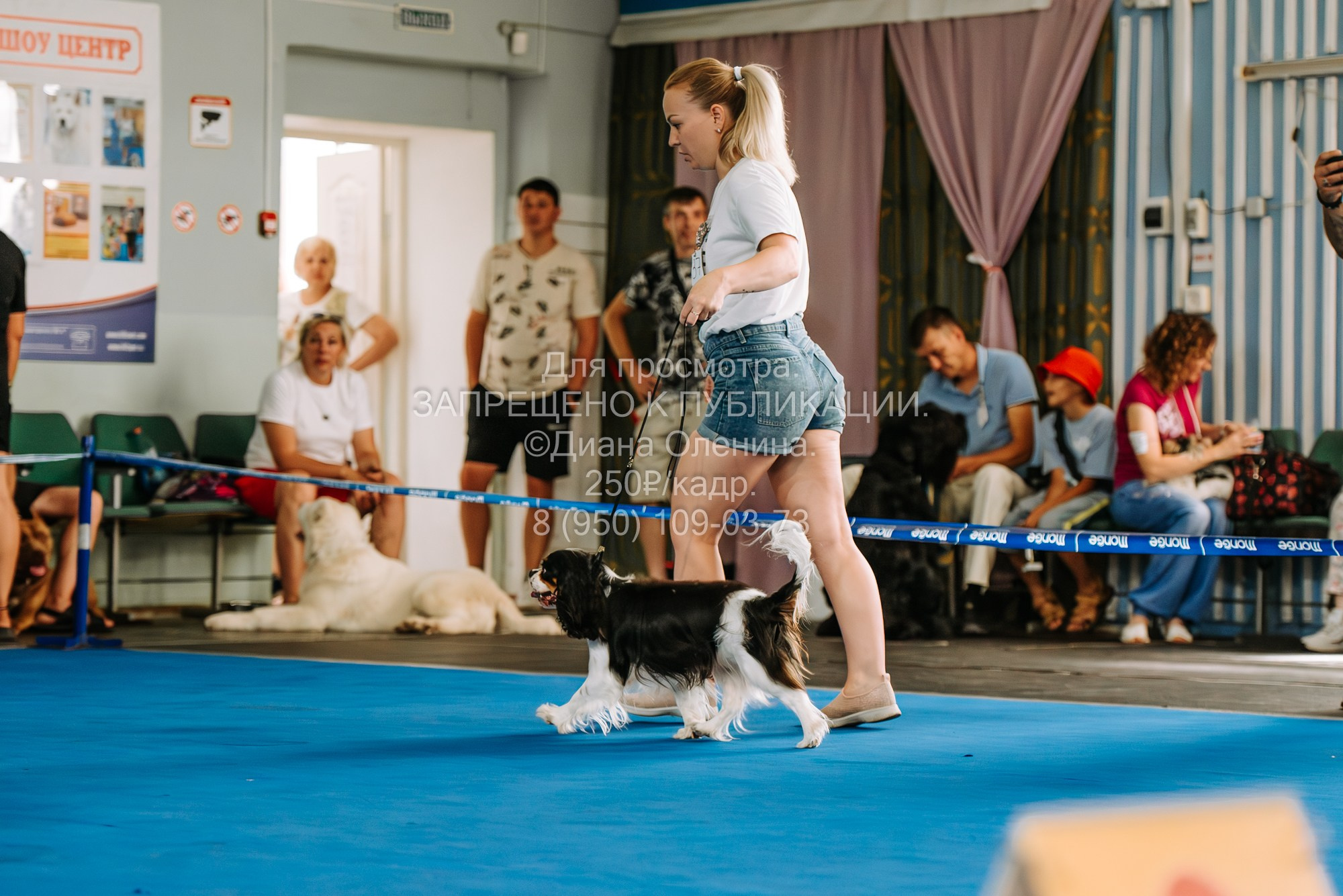 Национальная выставка собак всех пород ранга САС-IKU «Кубок Красноярск. Фотограф Диана Оленина Красноярск / Братск