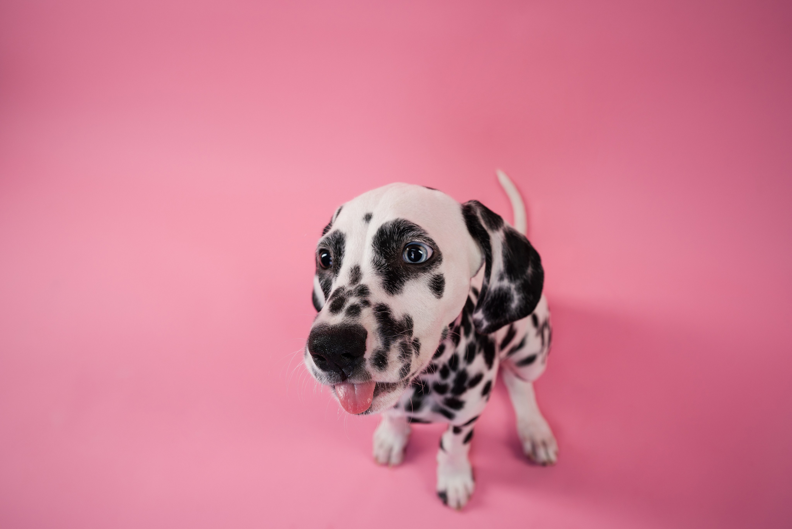 Далматин Одри. Фотограф анималист Осипчикова Мария