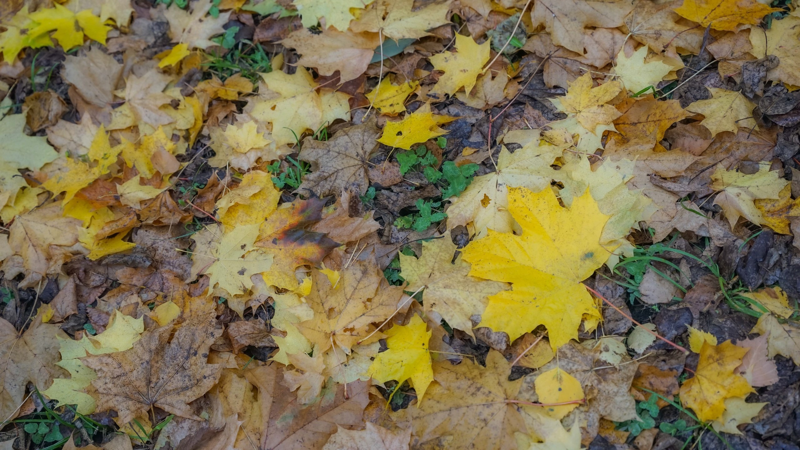 Шашлыки | 26.10.24. Галерея Фантим