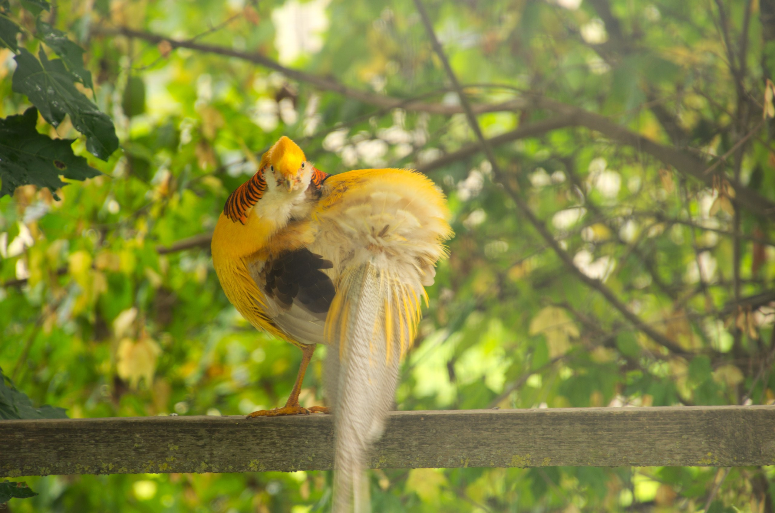 Боровск и парк птиц «Воробьи» | 17.09.2017. Галерея Фантим