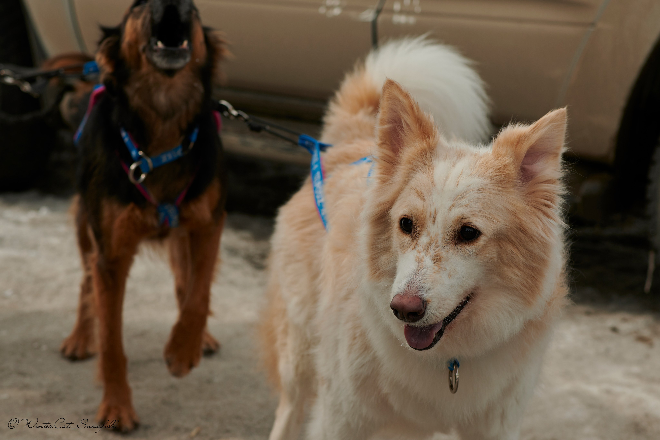 Дзяблу 30.03. Портретный и репортажный фотограф в Магадане Андрей Нефедов WinterCatPhoto