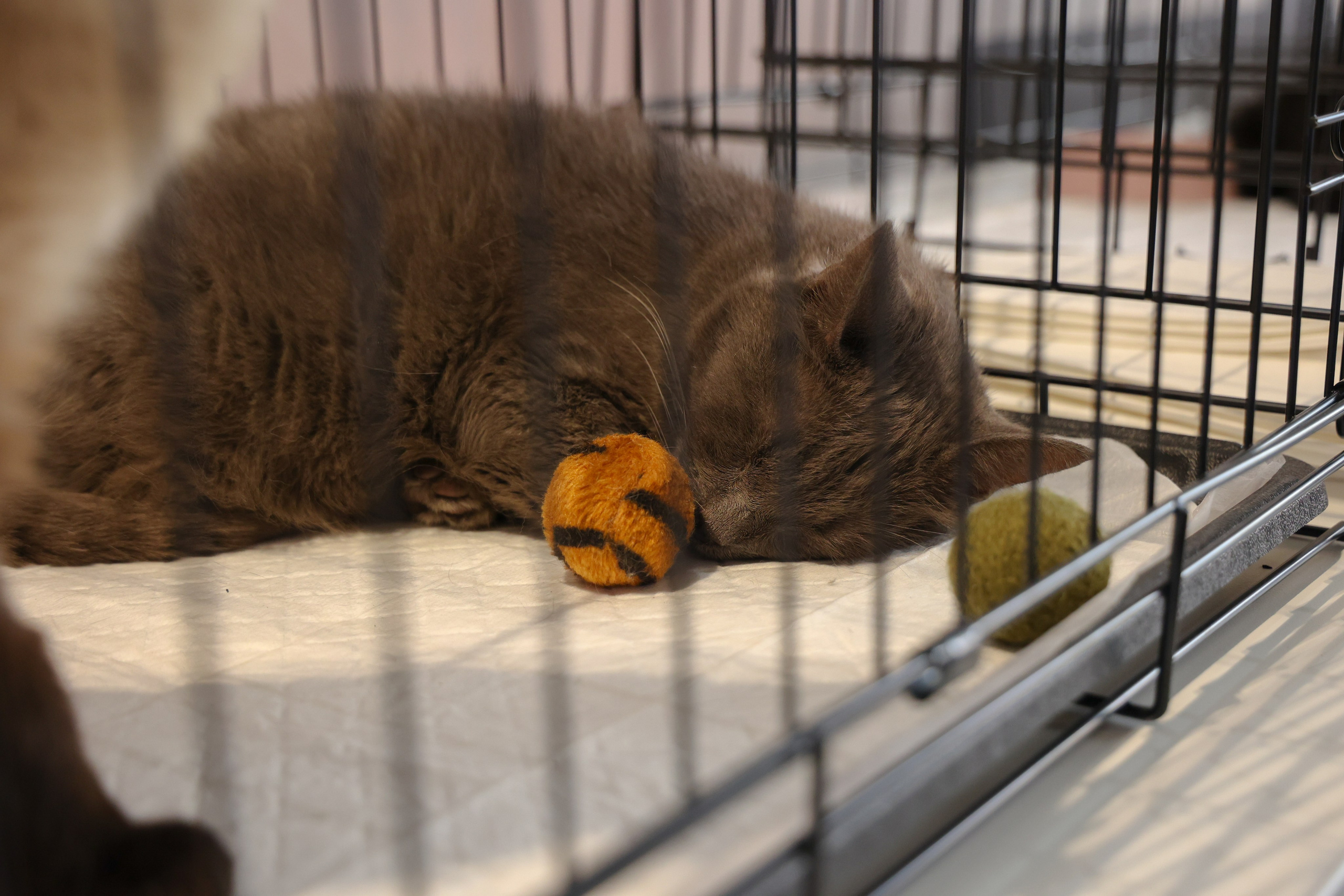 ECO FEST. Фотограф Вадим Бодылев