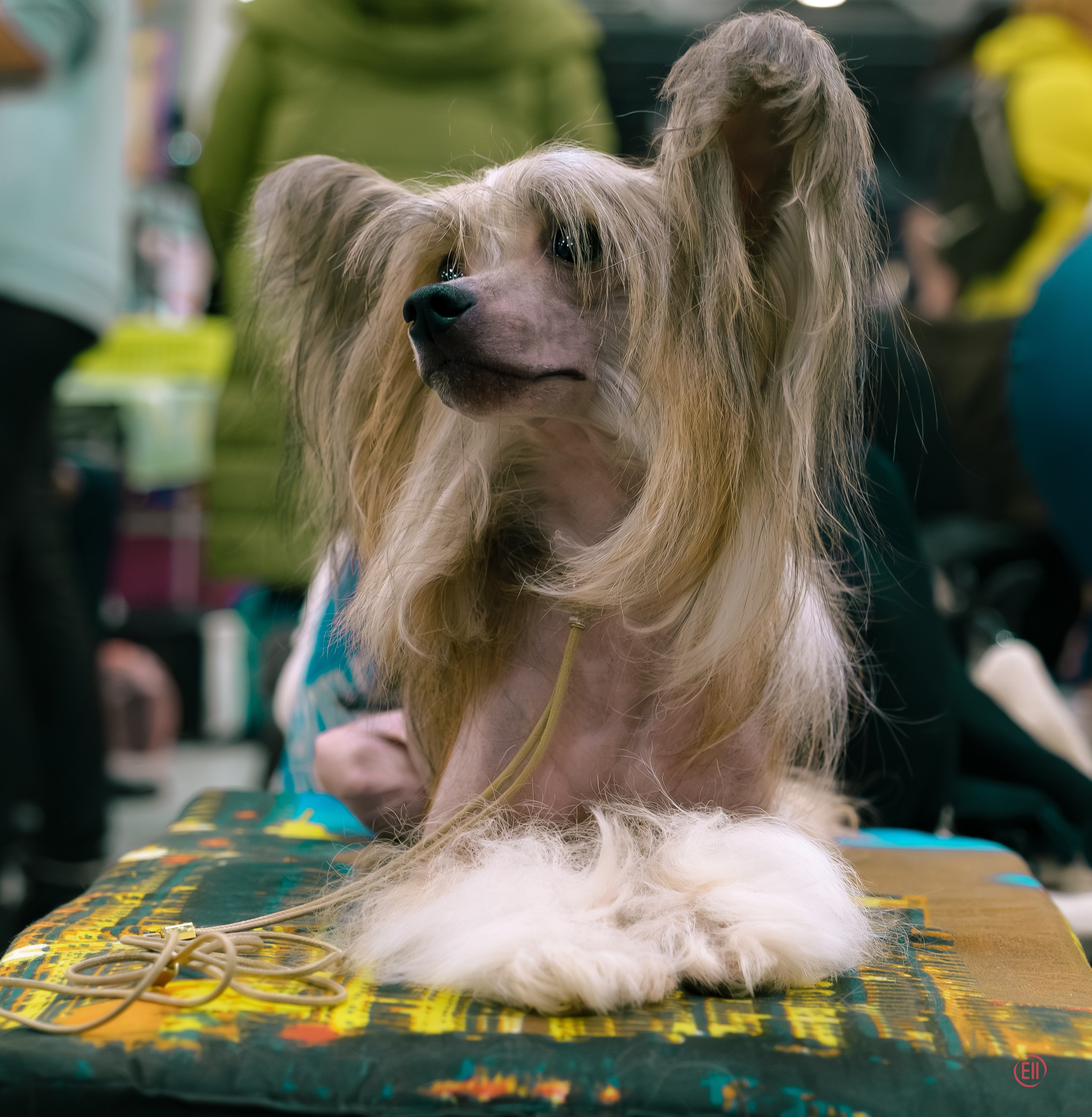 Монопородка в Крокус Экспо 03.12.2023. Фотограф в Москве