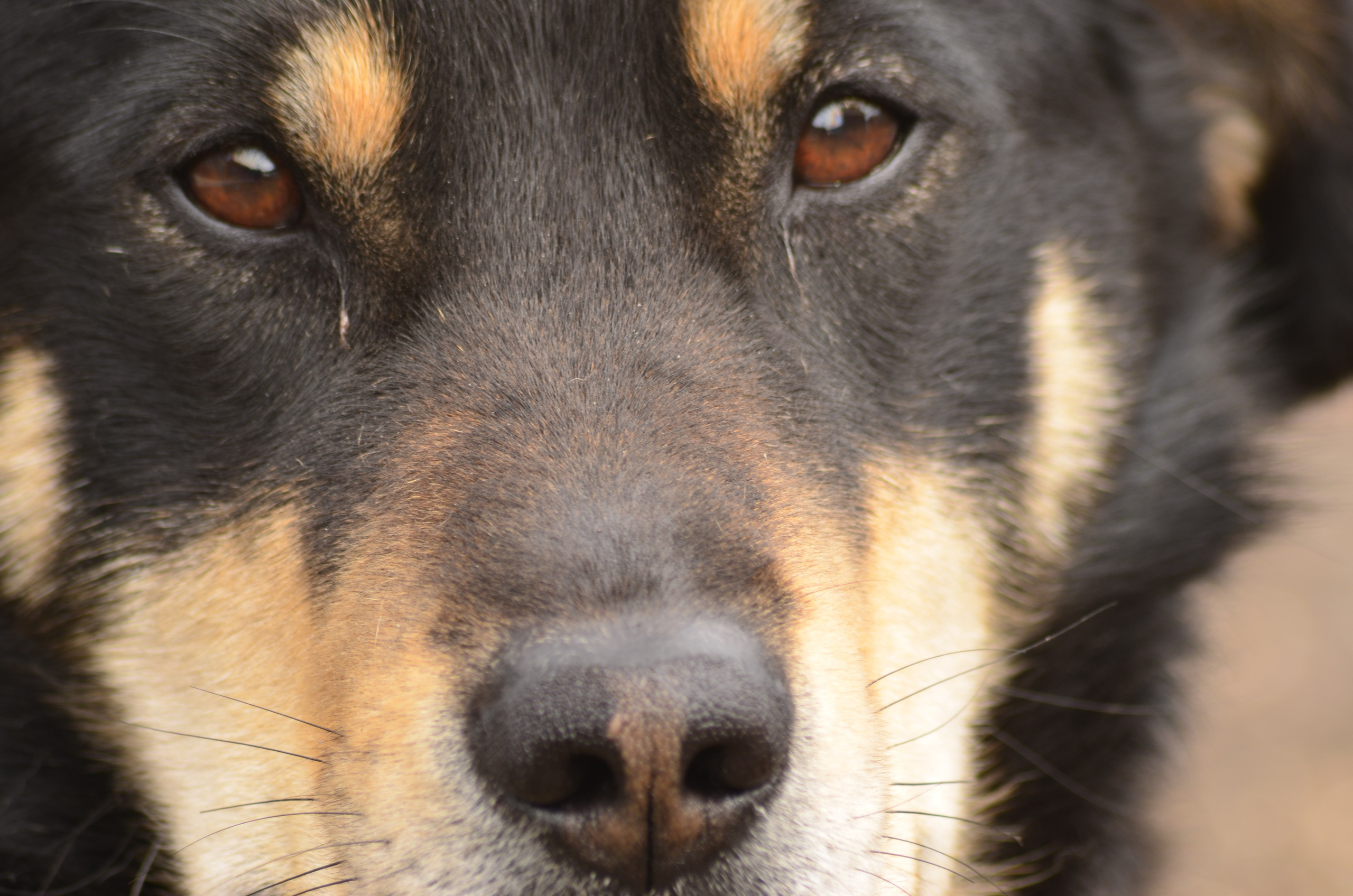 Портрет. Фотограф viktor viktor