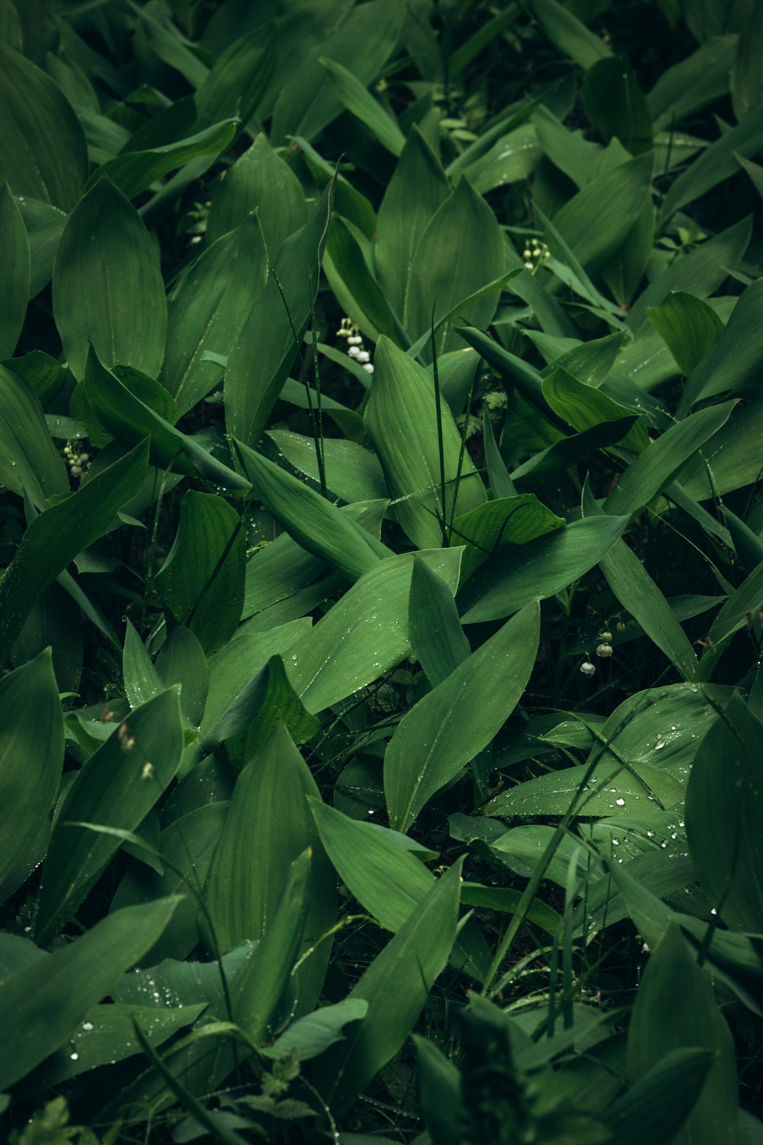 Природные пейзажи. Наталия Клевинскас портретный фотограф в Костроме