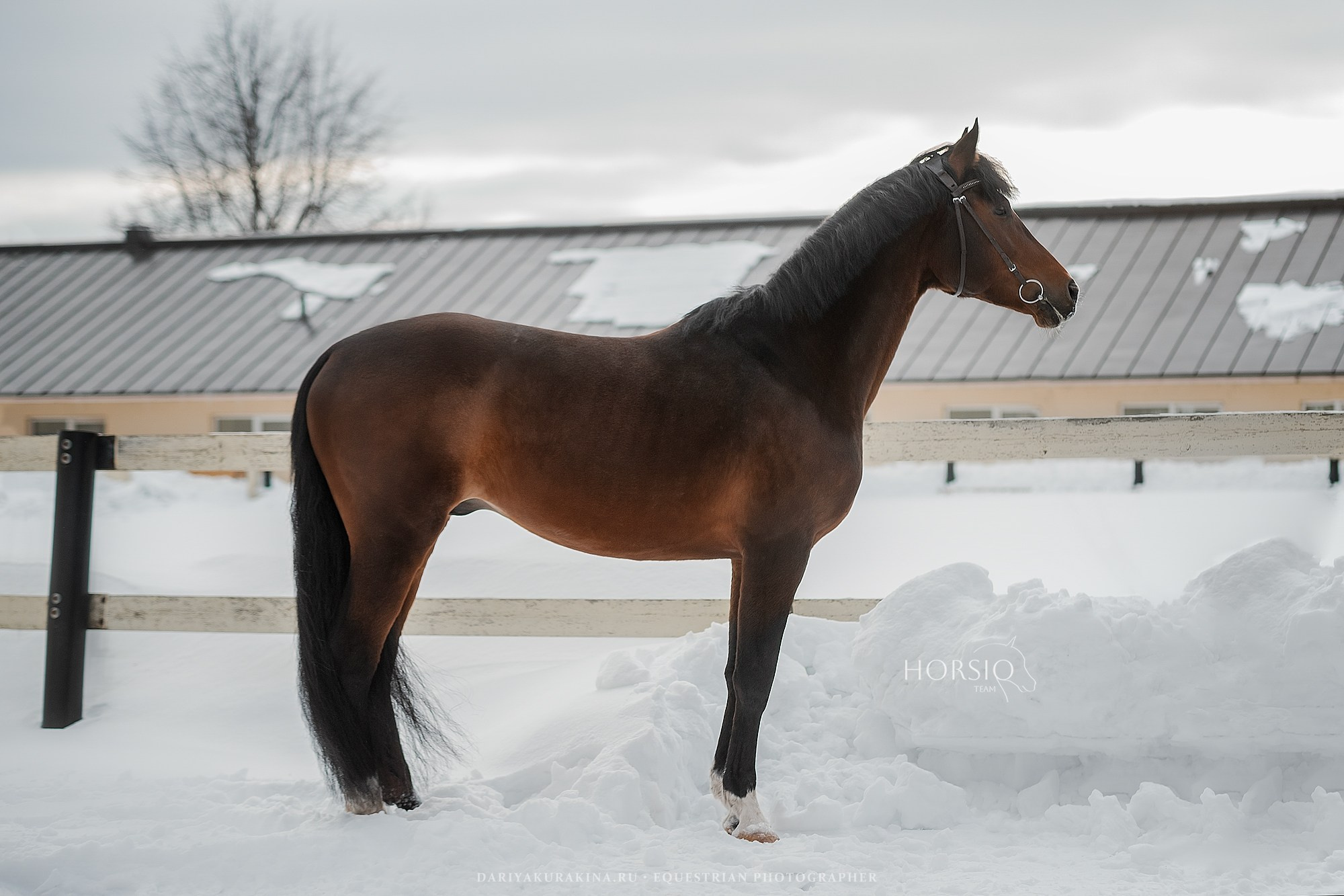 Юник Эррай, HORSIO. Конный фотограф Куракина Дарья • Фотосессии с лошадьми