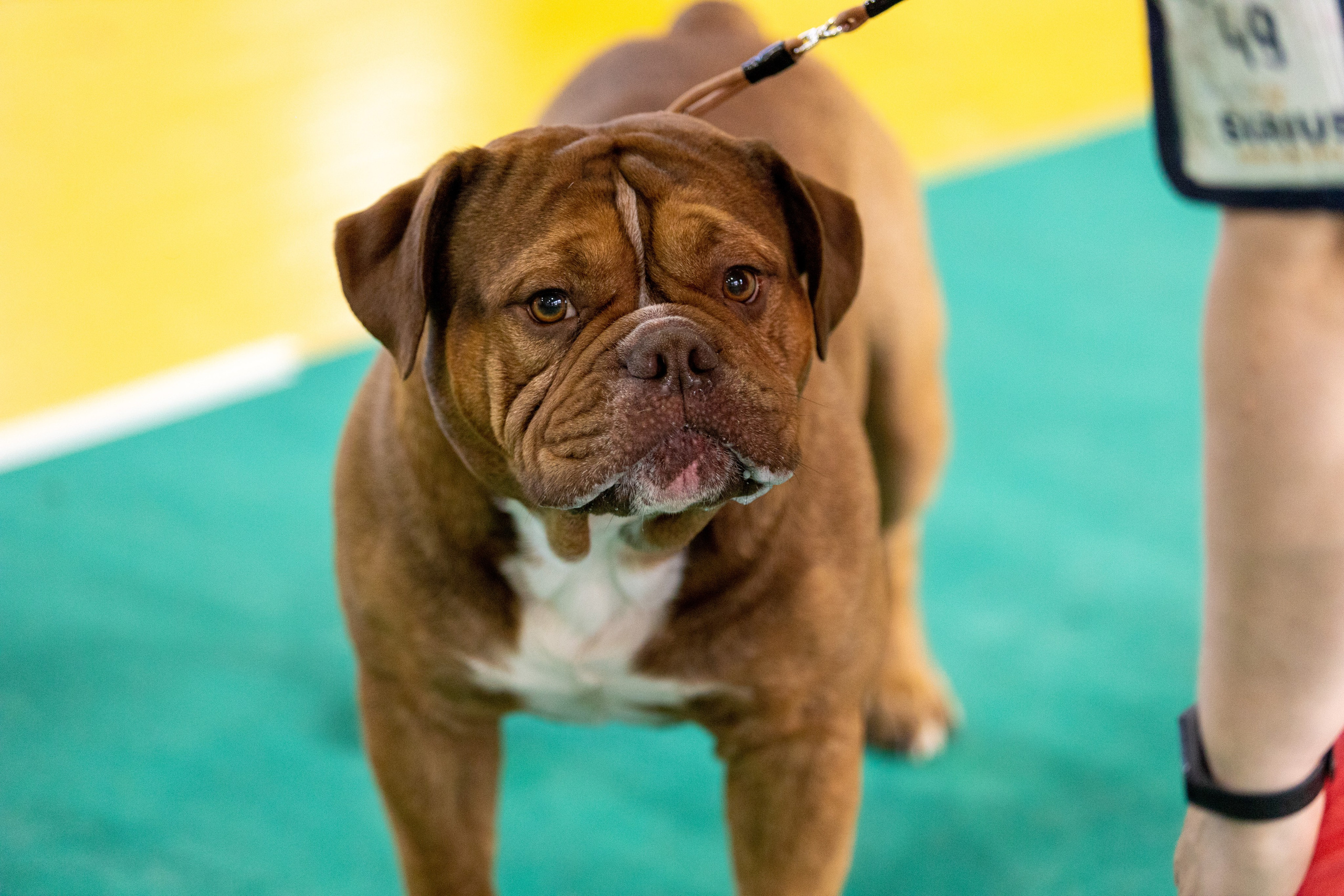 Собаки. Фотограф Яна Матвеева в Ижевске