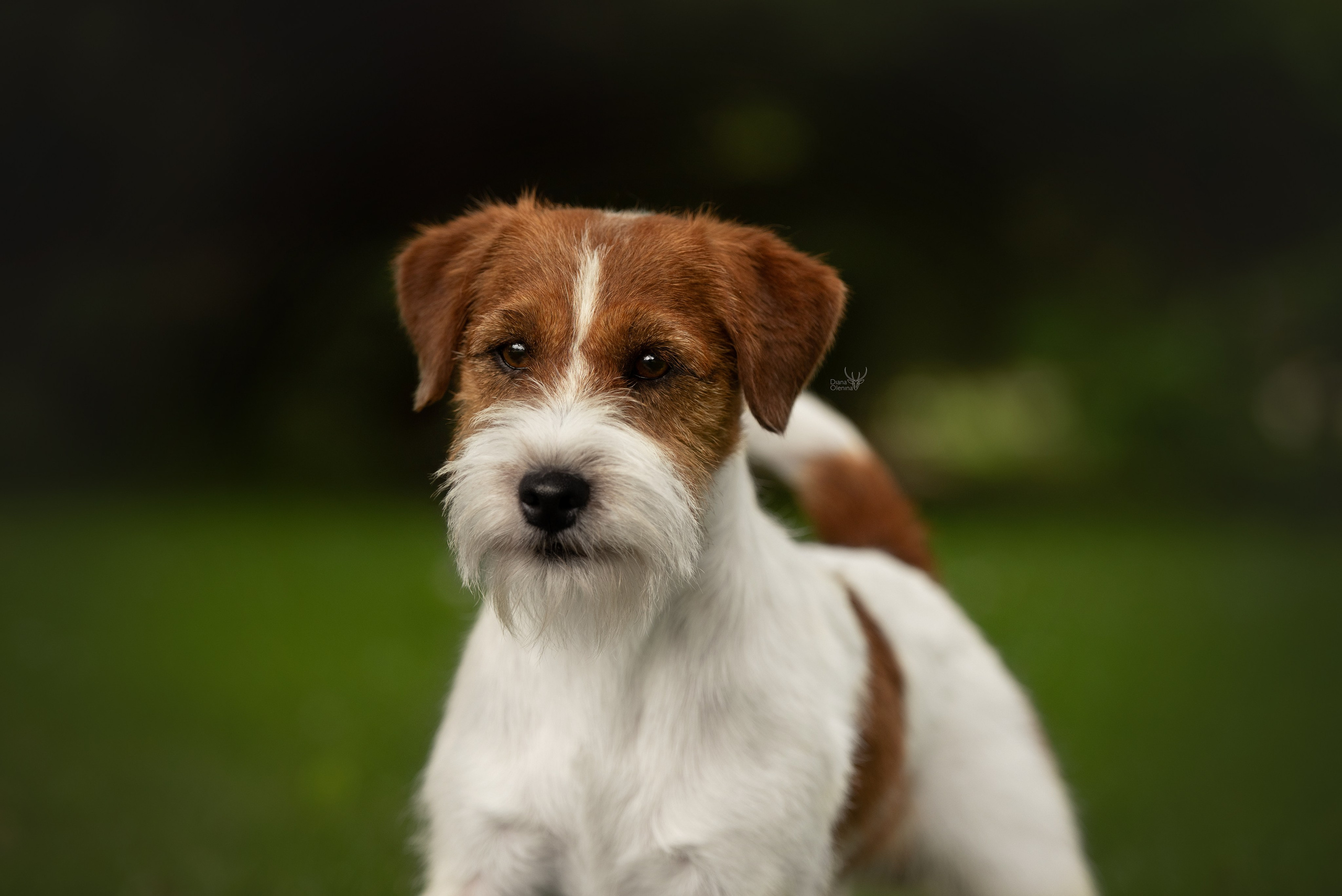 Собаки уличные. Фотограф Диана Оленина Красноярск / Братск