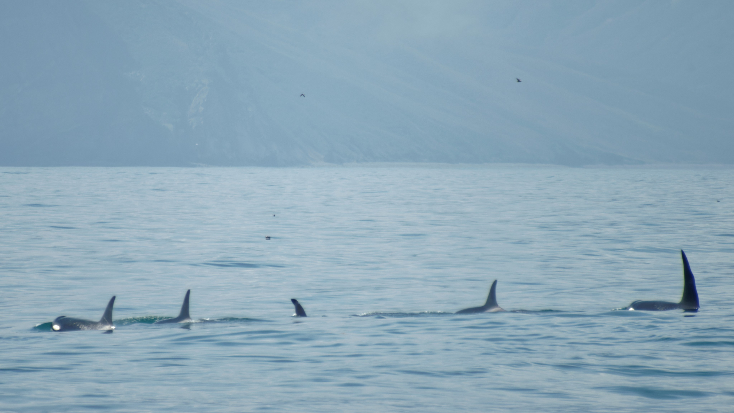 Камчатка. Фототрип. Тур?. Семоха Валерий. Фотограф