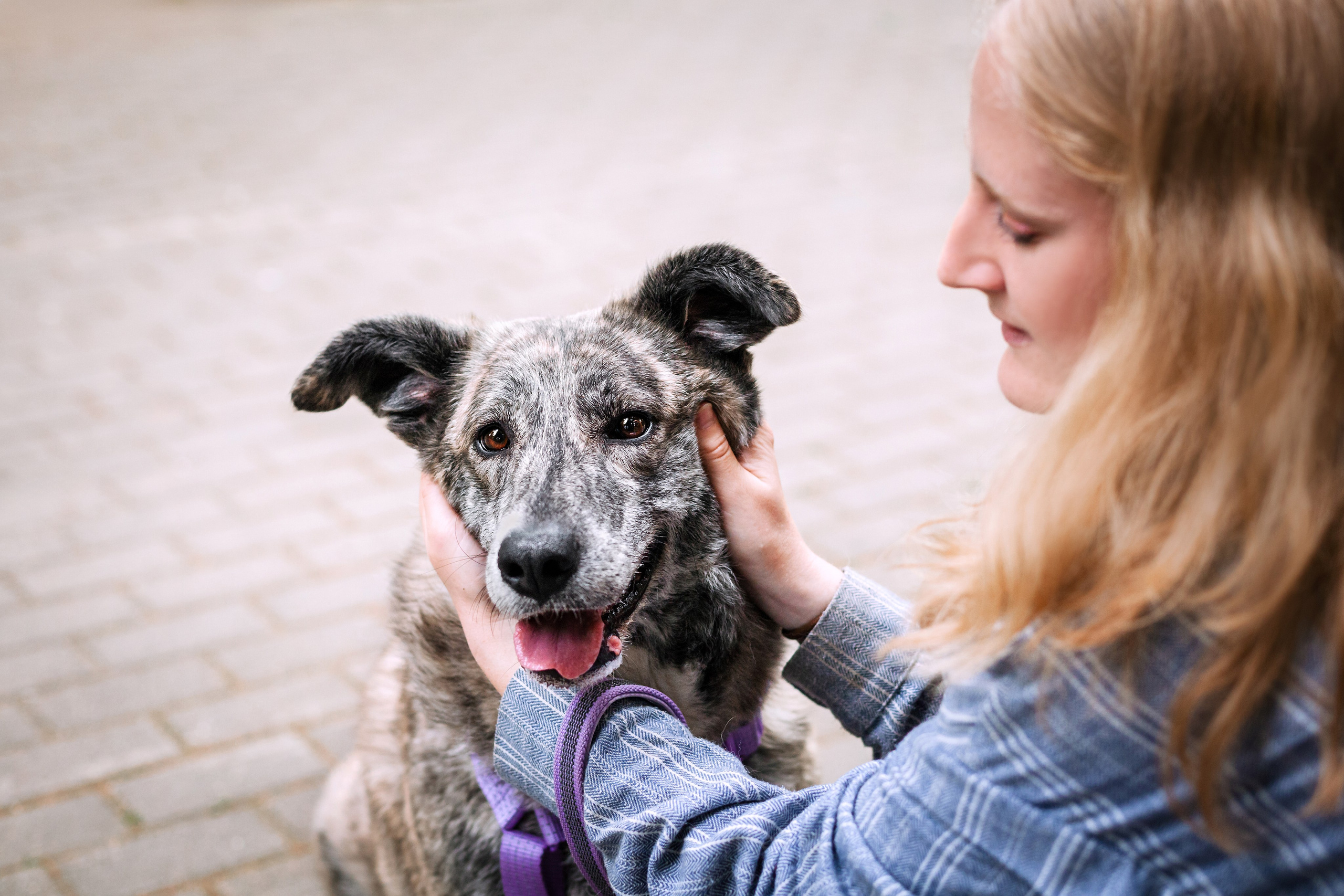 Собаки из приюта Дубовая роща лето 2025. Фотограф-анималист Татьяна Степанова