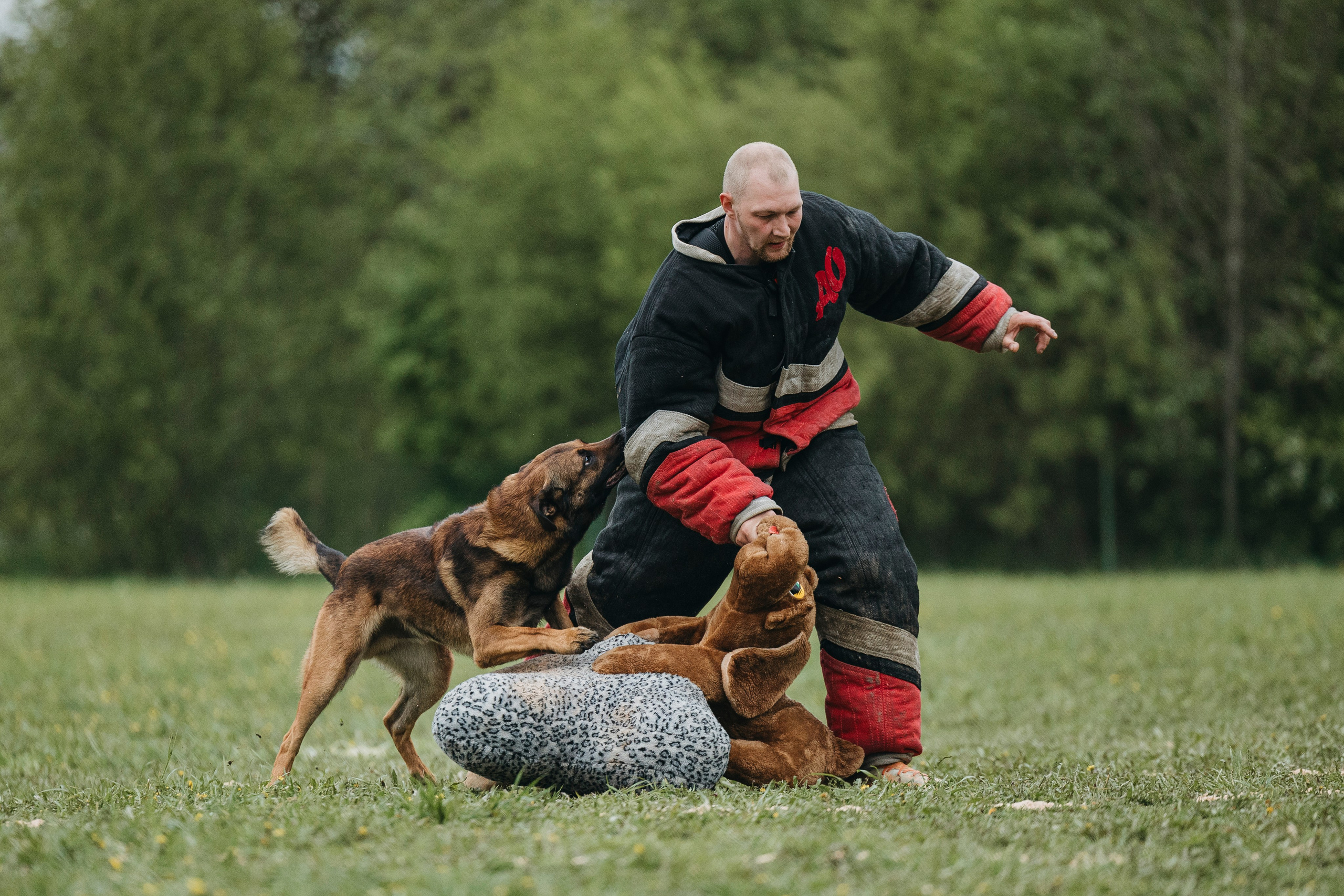 26.05.25 г. Пушкин квалификационные соревнования. Фотограф-анималист Анна Маринич