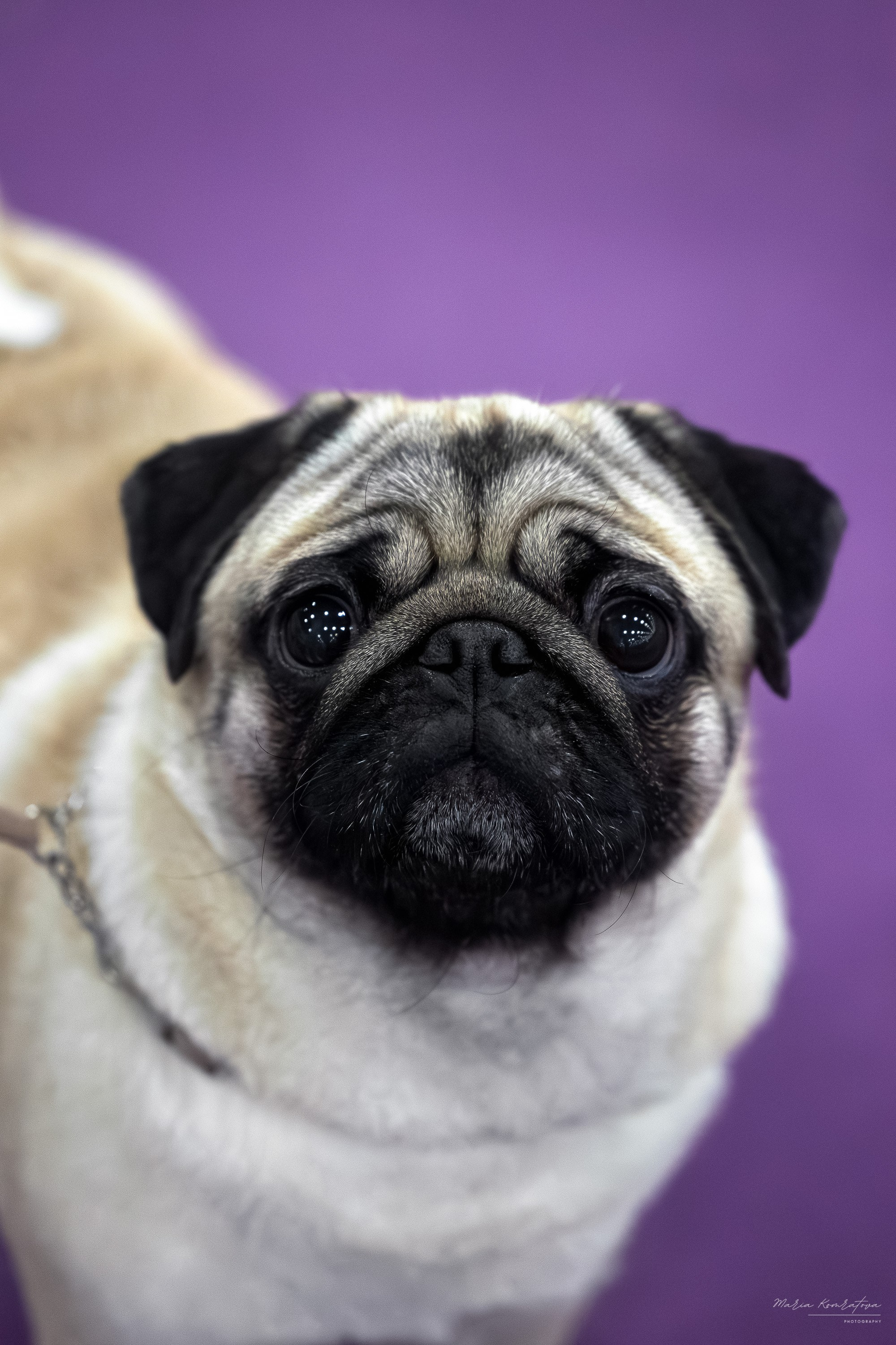 Фотография мопс, фотограф мопс