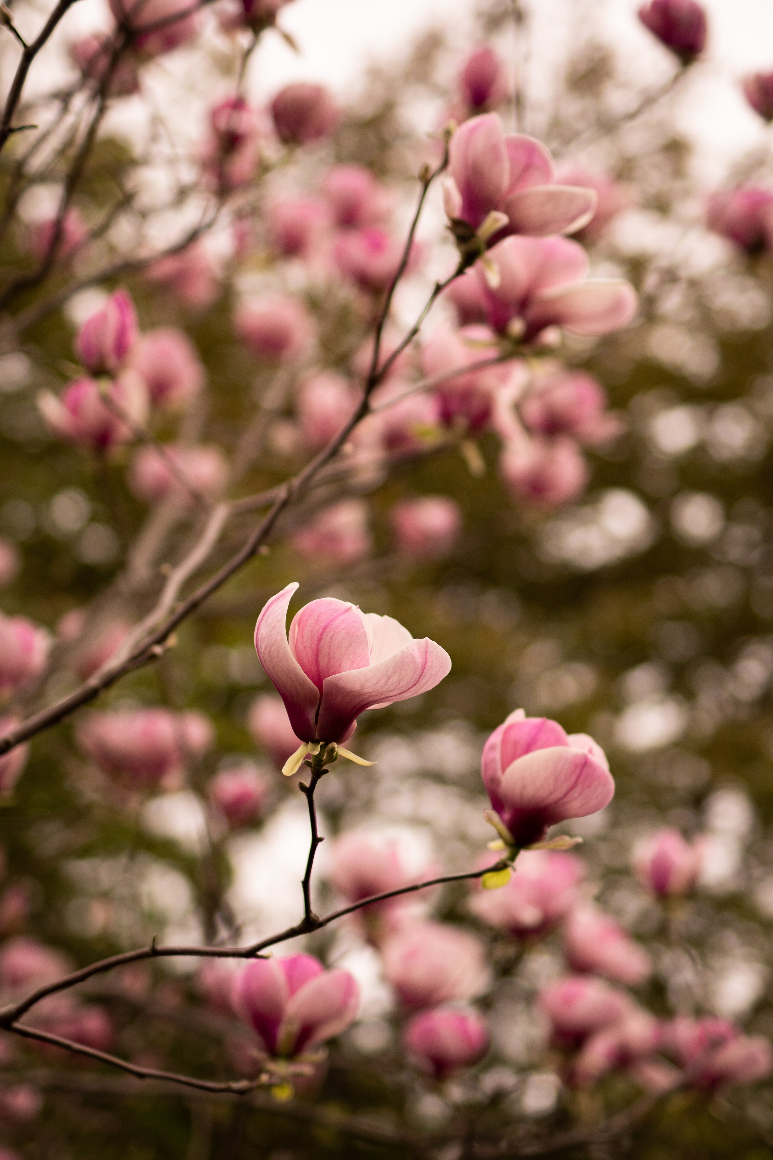 цветущее дерево магнолии