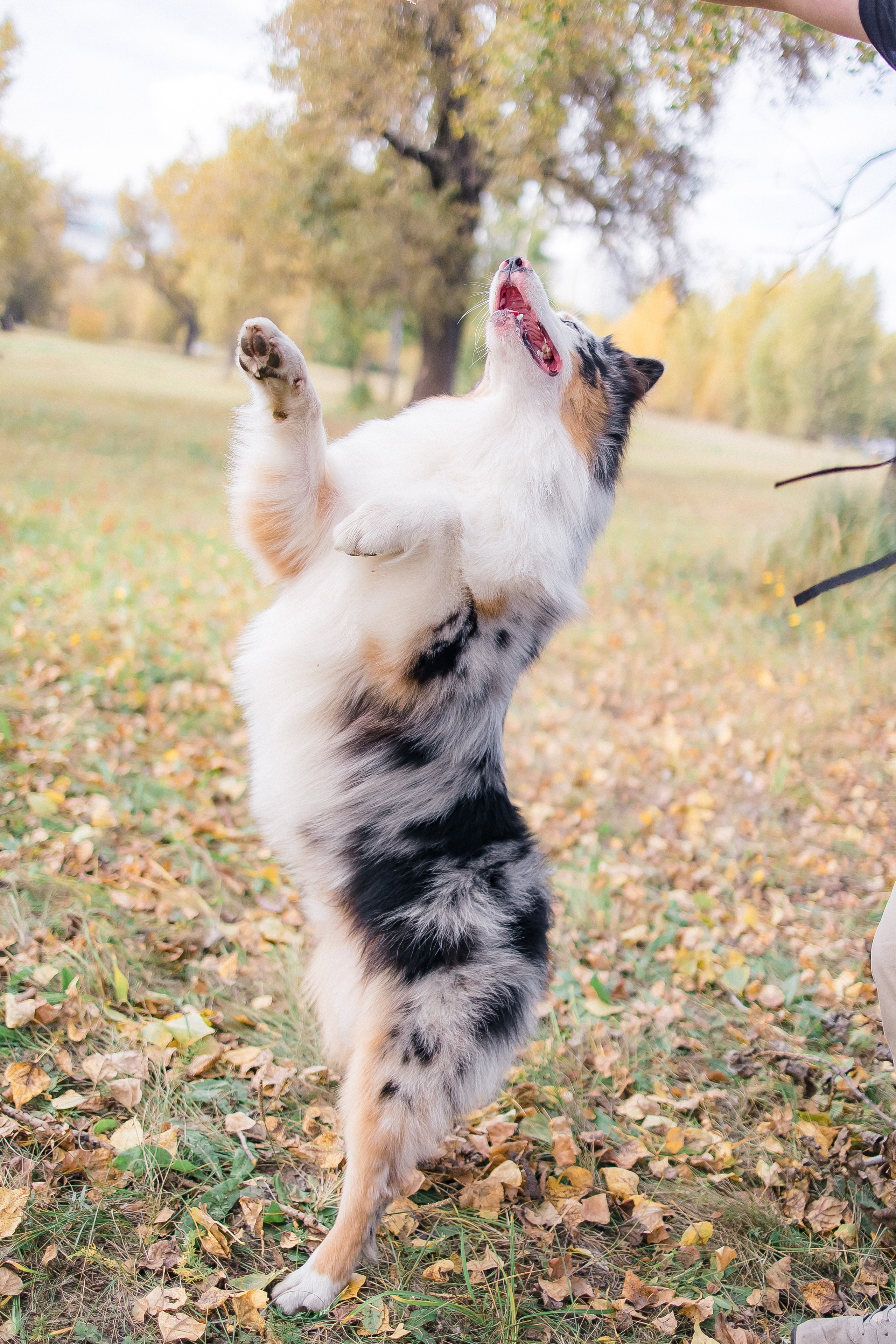 Аусси Дэймон. Свадебный и женский фотограф